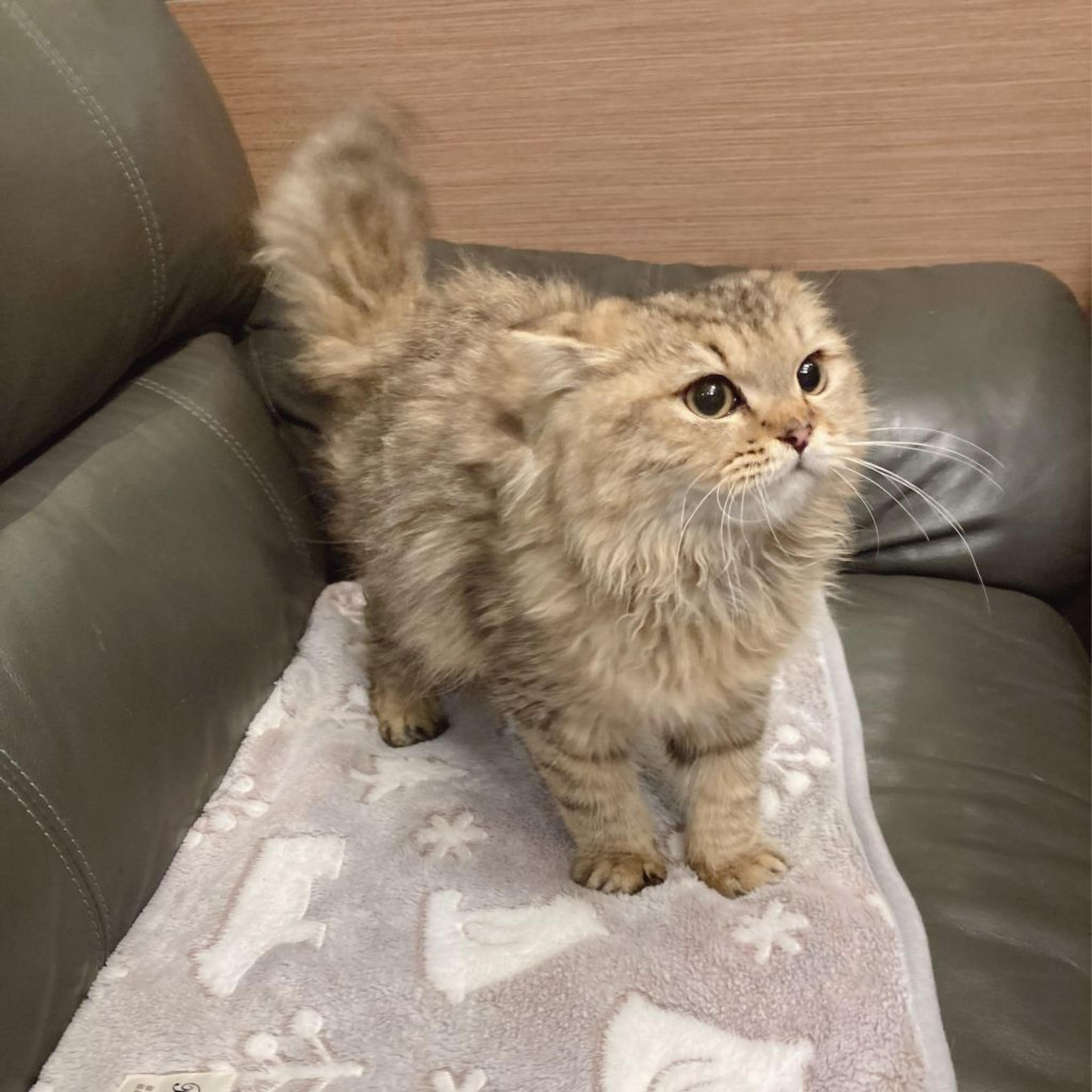 pet-image-5