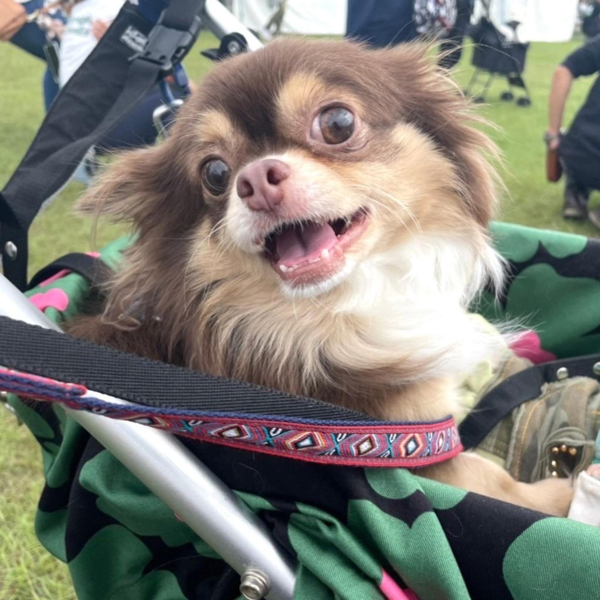 pet-image-3