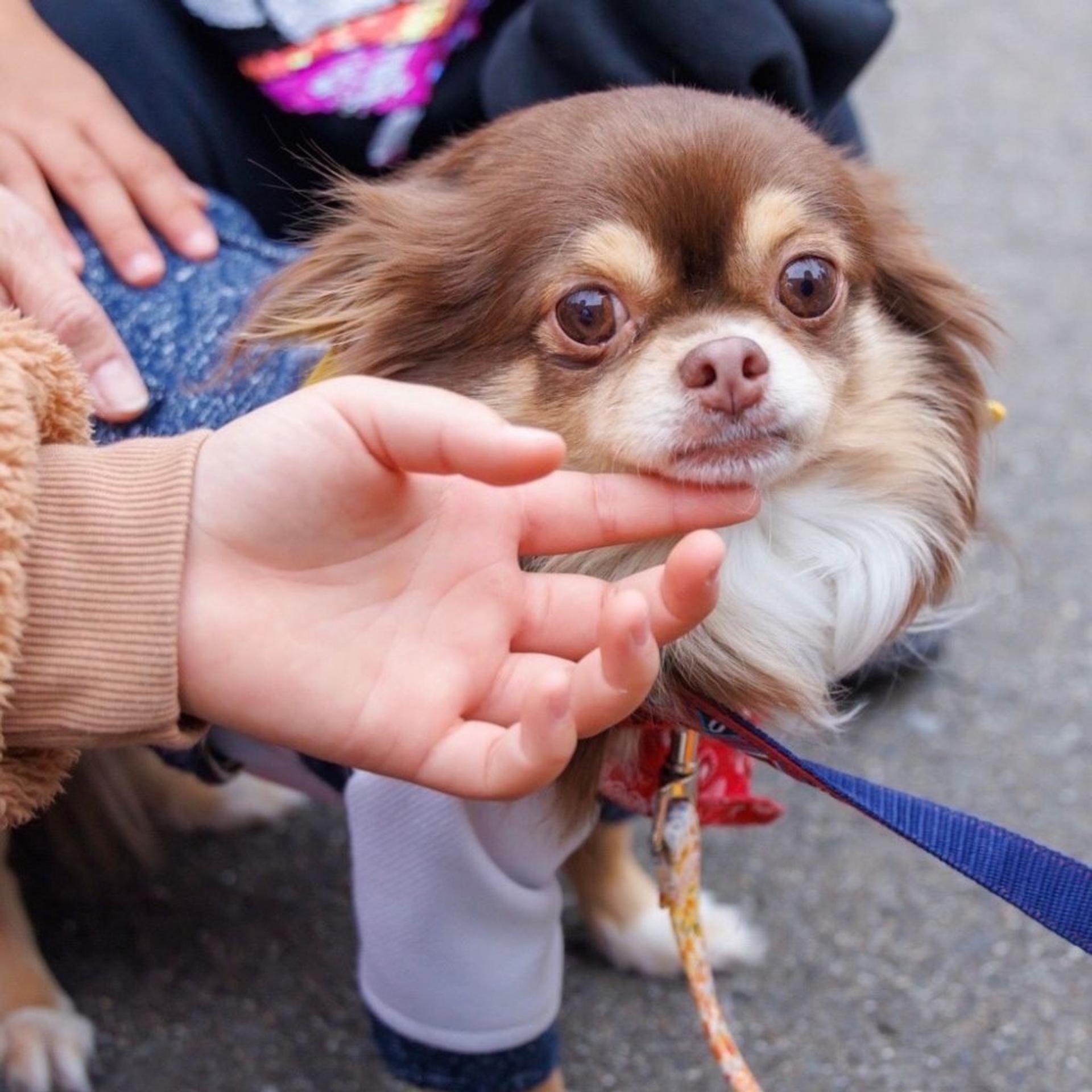 pet-image-4
