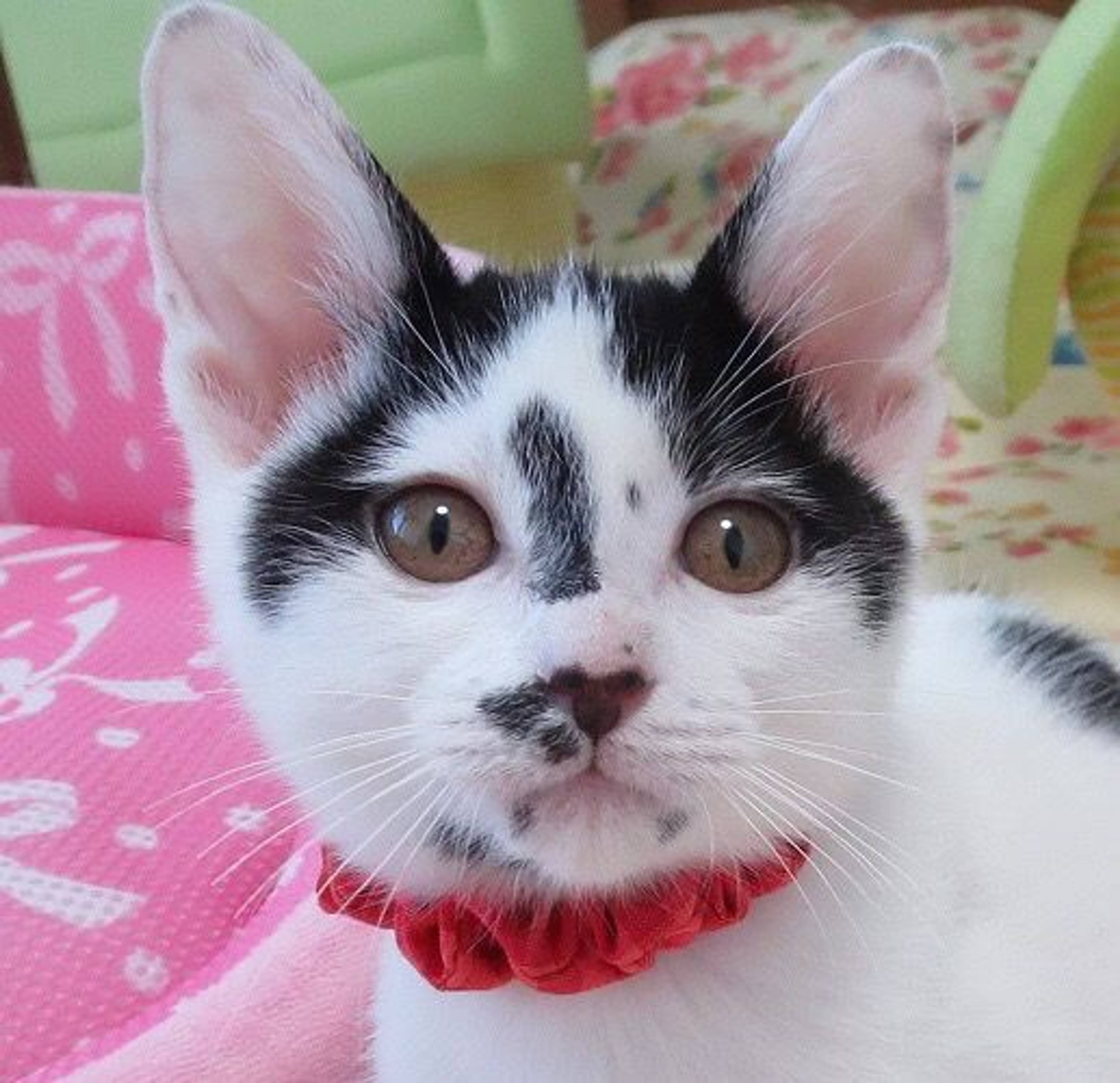 雑種（ミックス猫）・メスの里親募集の写真