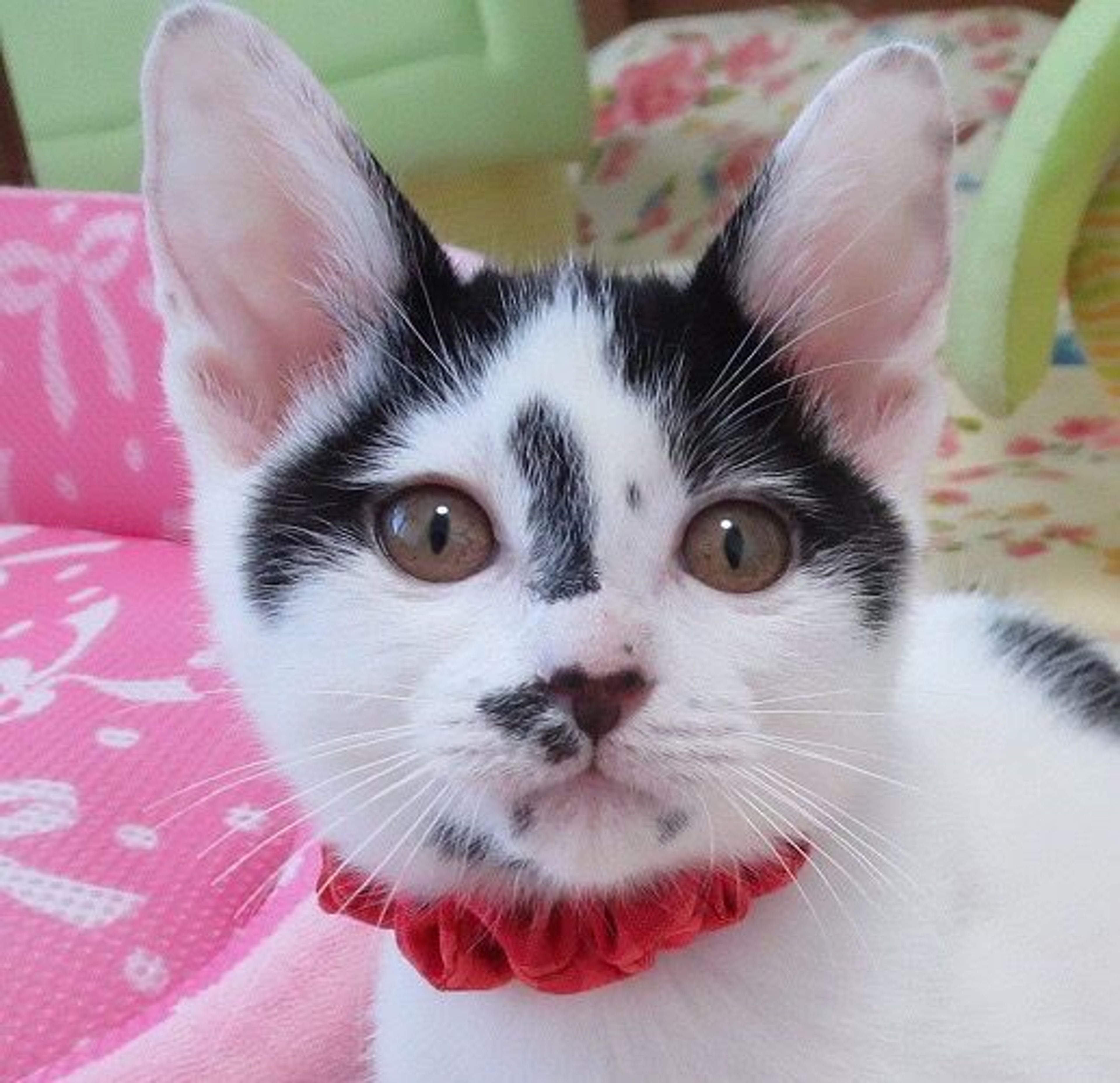 雑種（ミックス猫）・メスの里親募集の写真