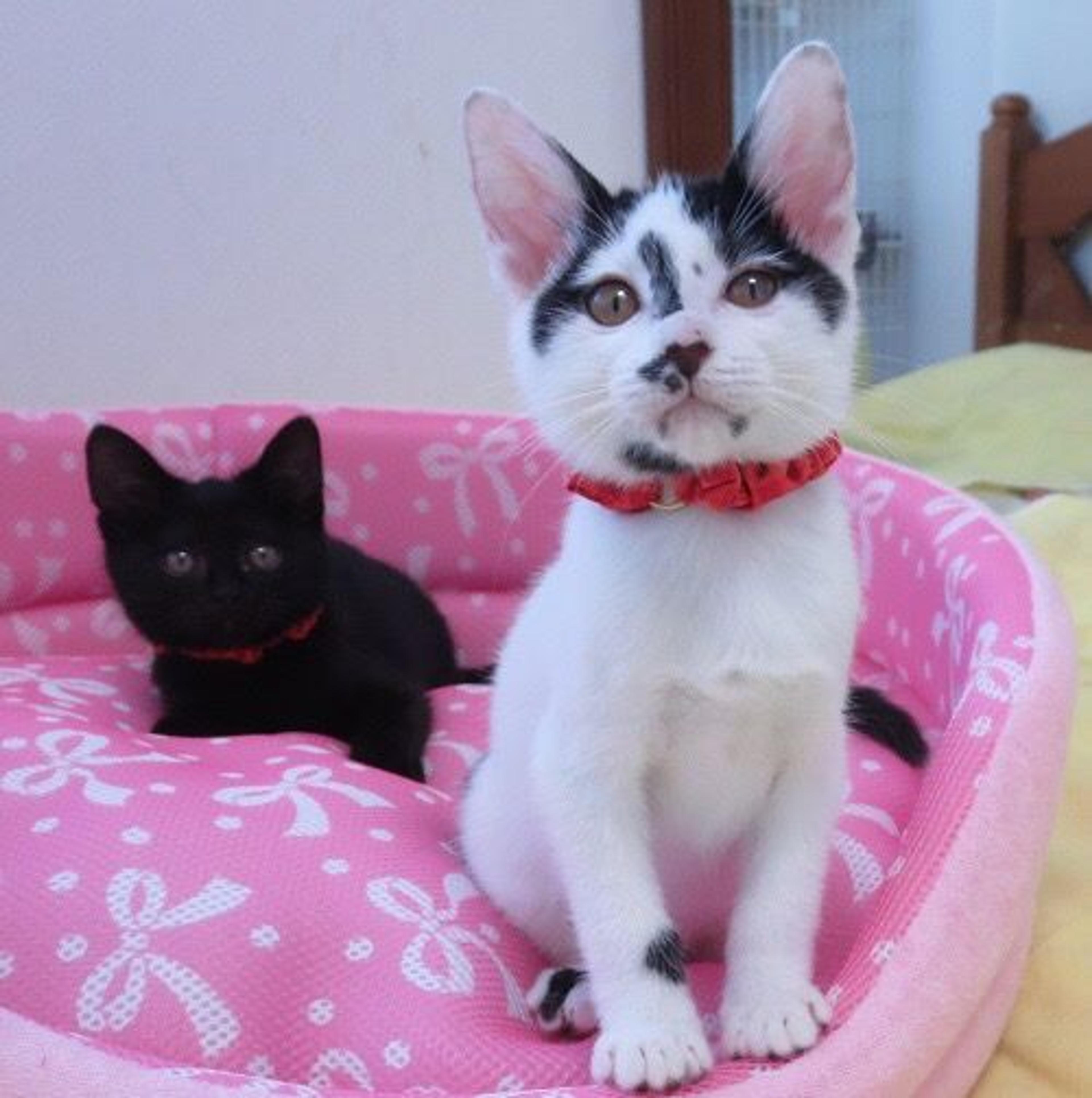pet-image-2
