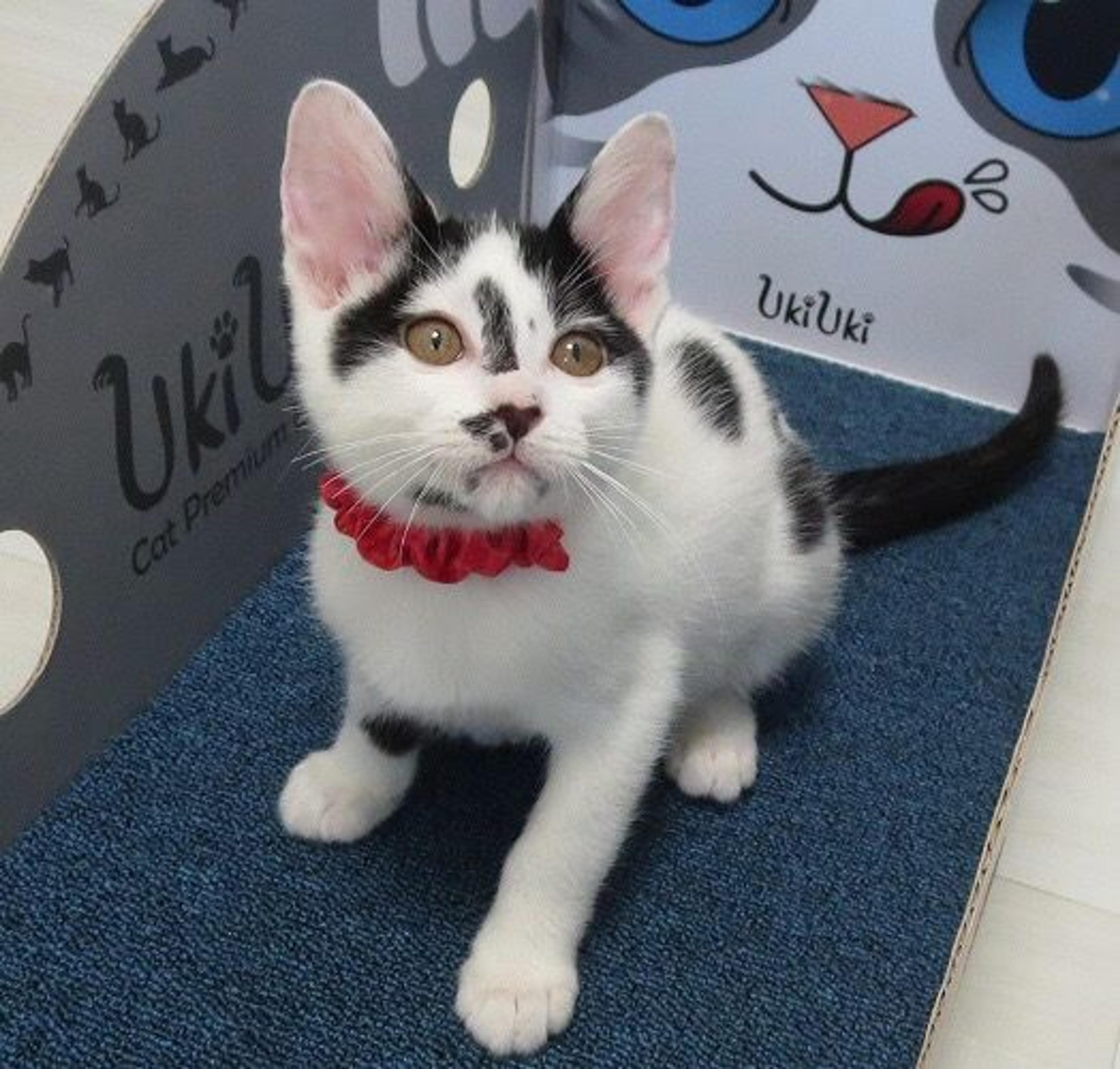 pet-image-3