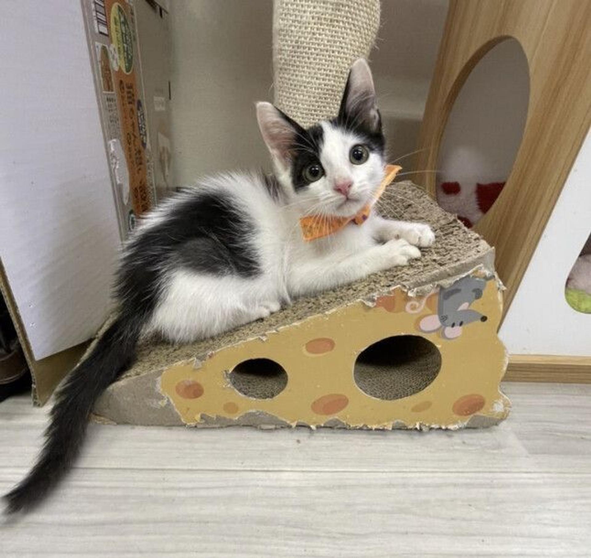 pet-image-2