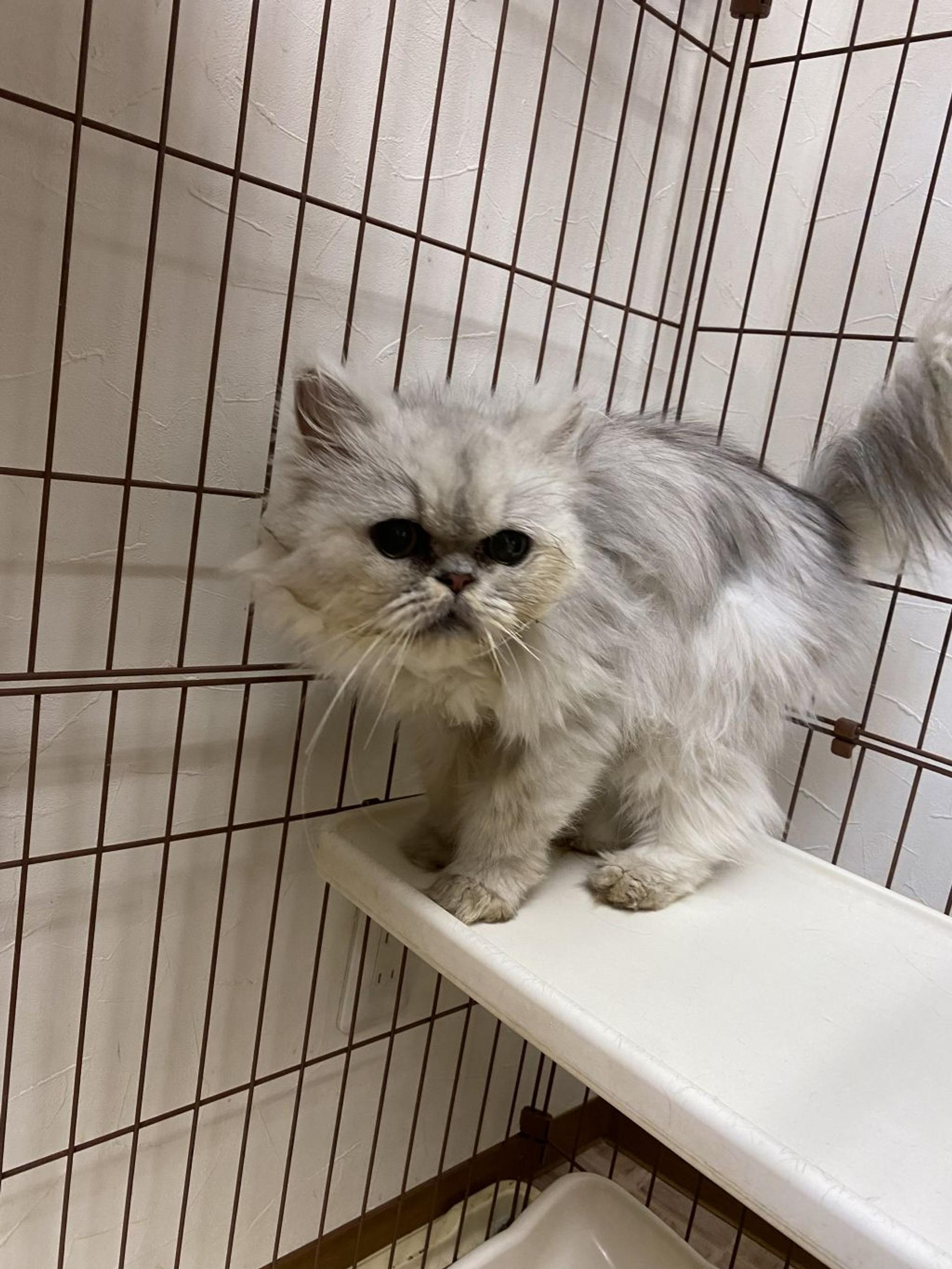 pet-image-3