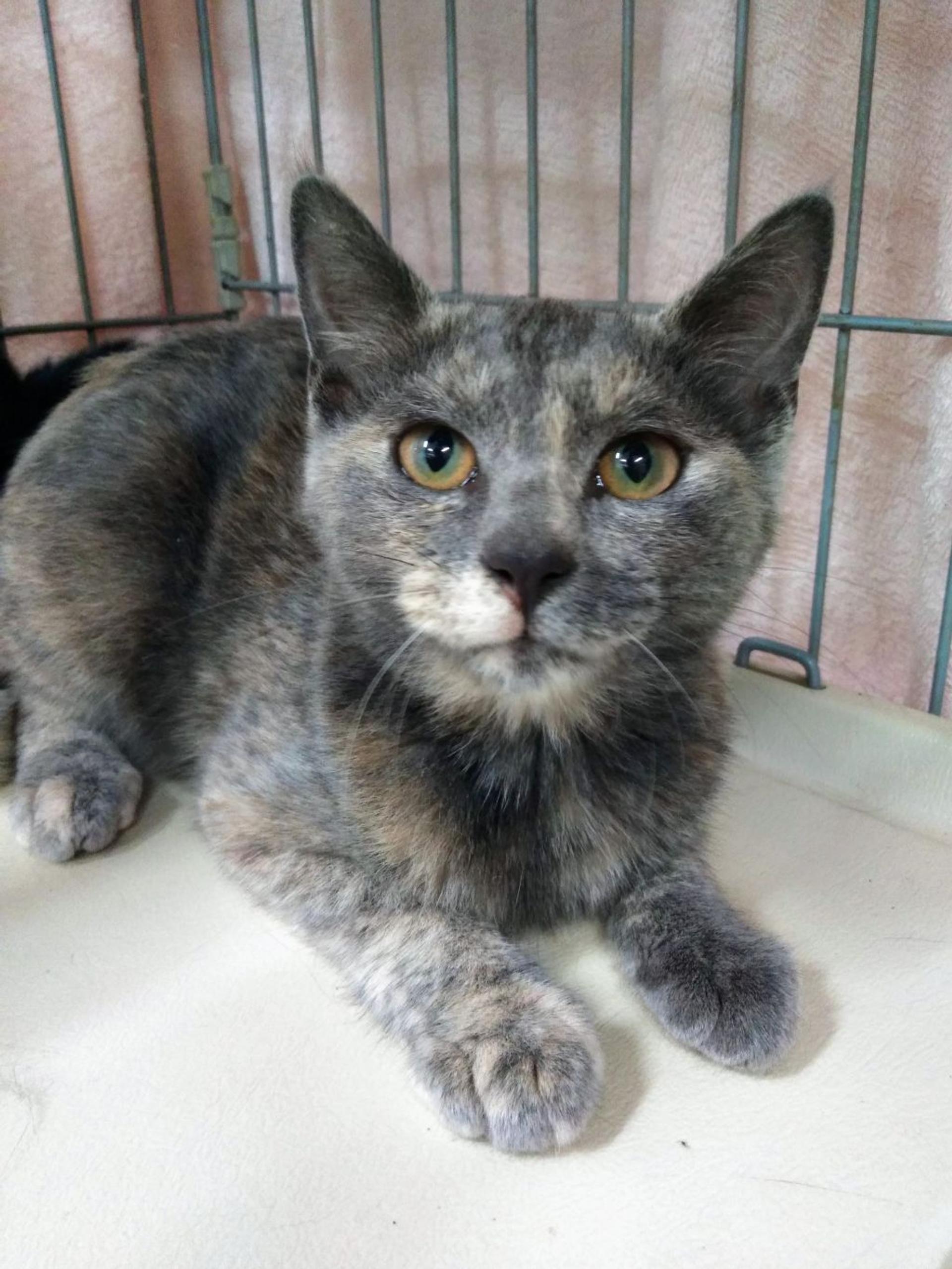 pet-image-3