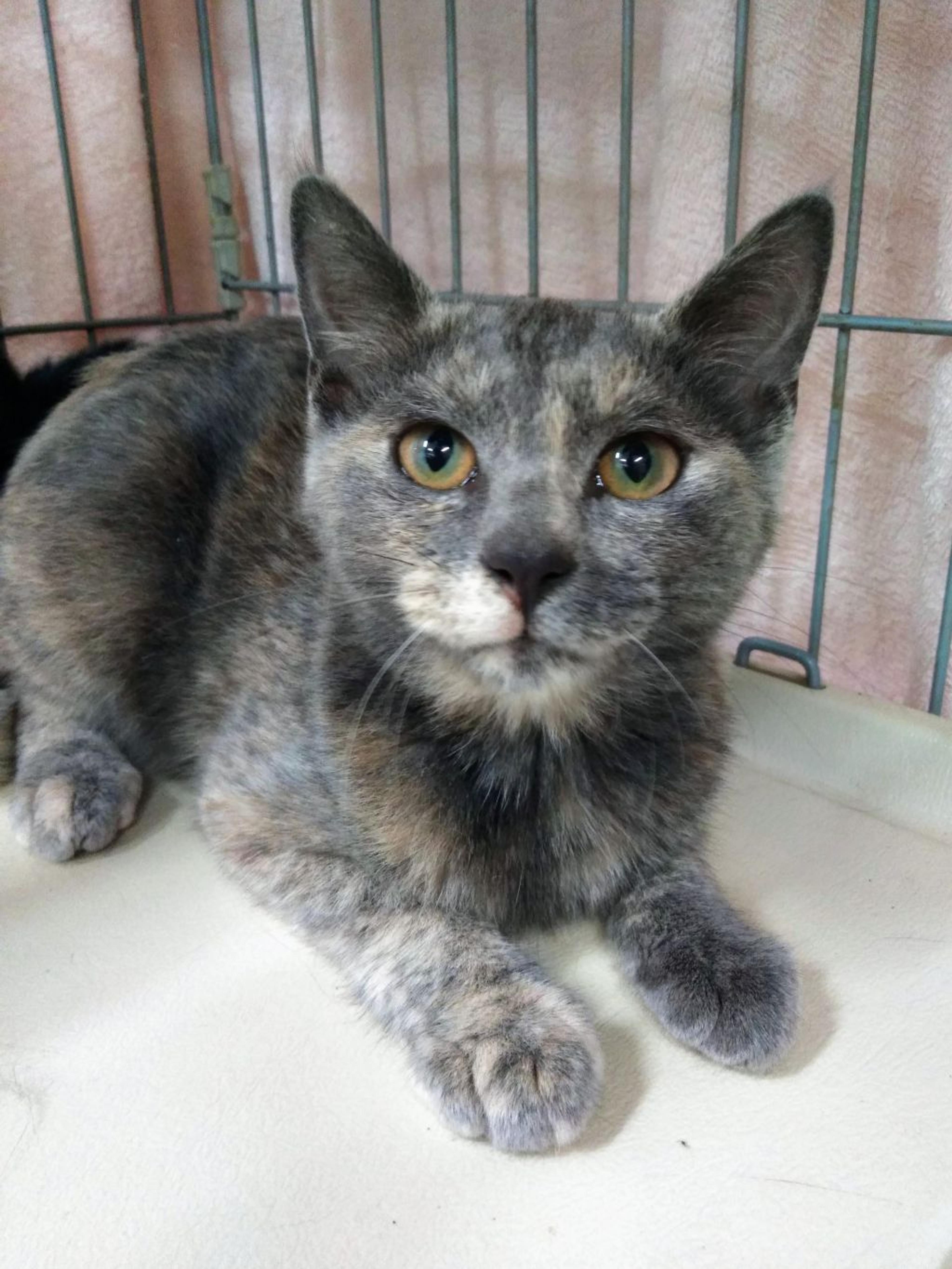 pet-image-3