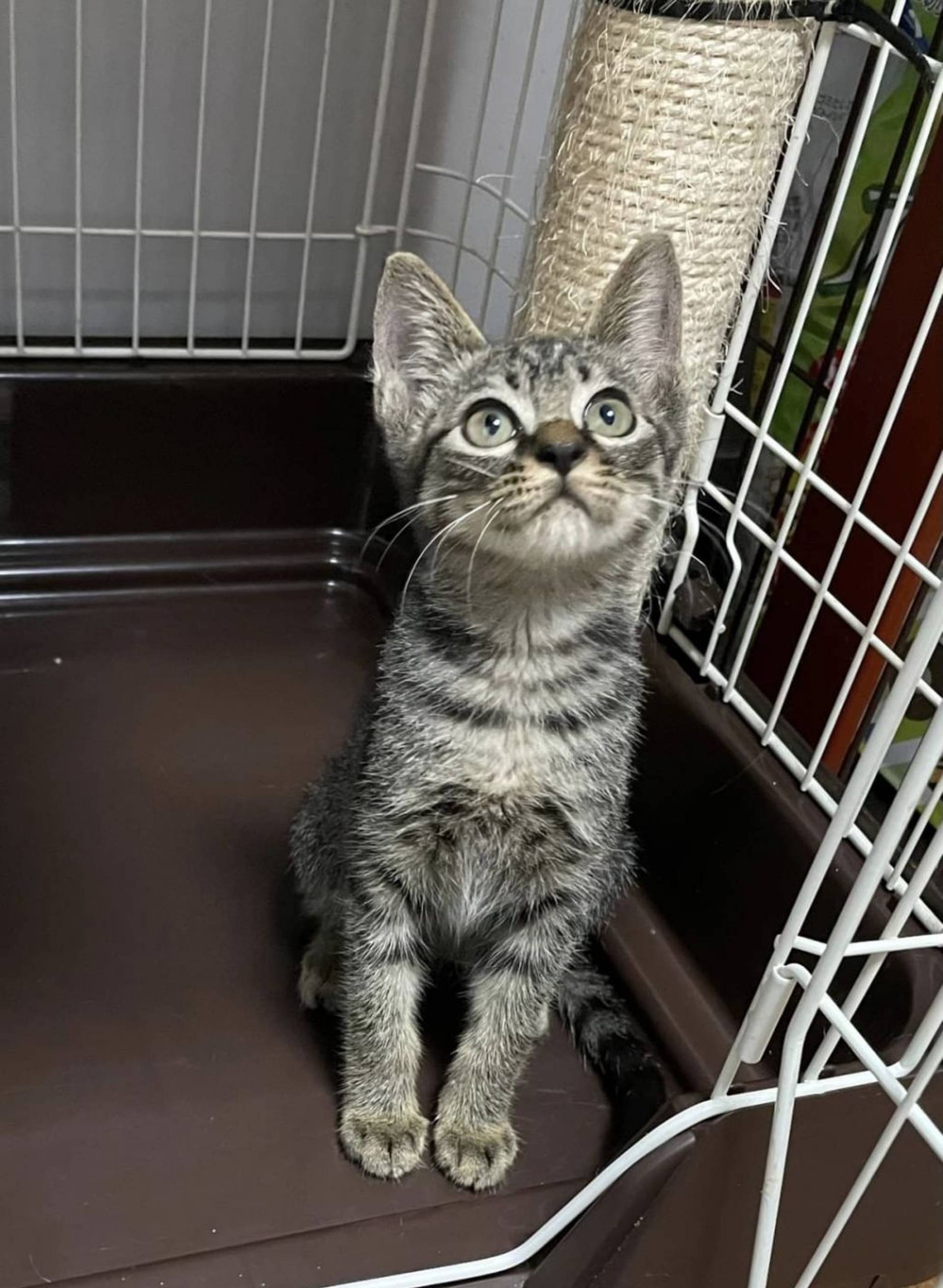 雑種（ミックス猫）・オスの里親募集の写真