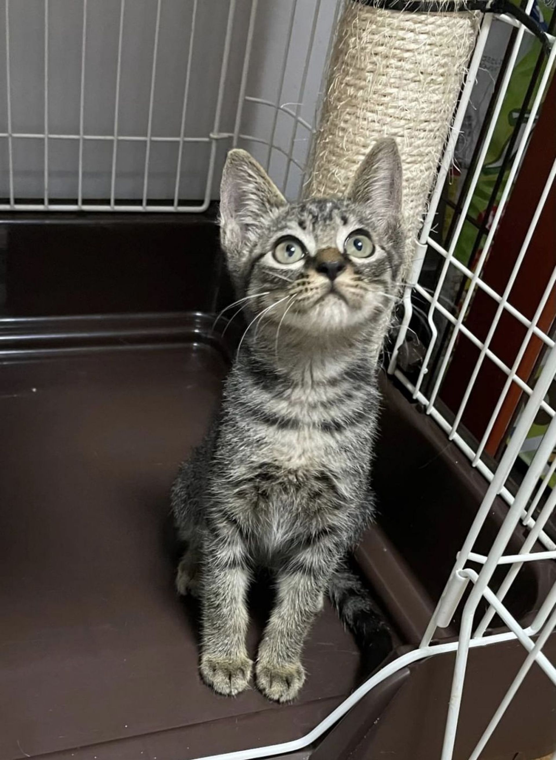 雑種（ミックス猫）・オスの里親募集の写真