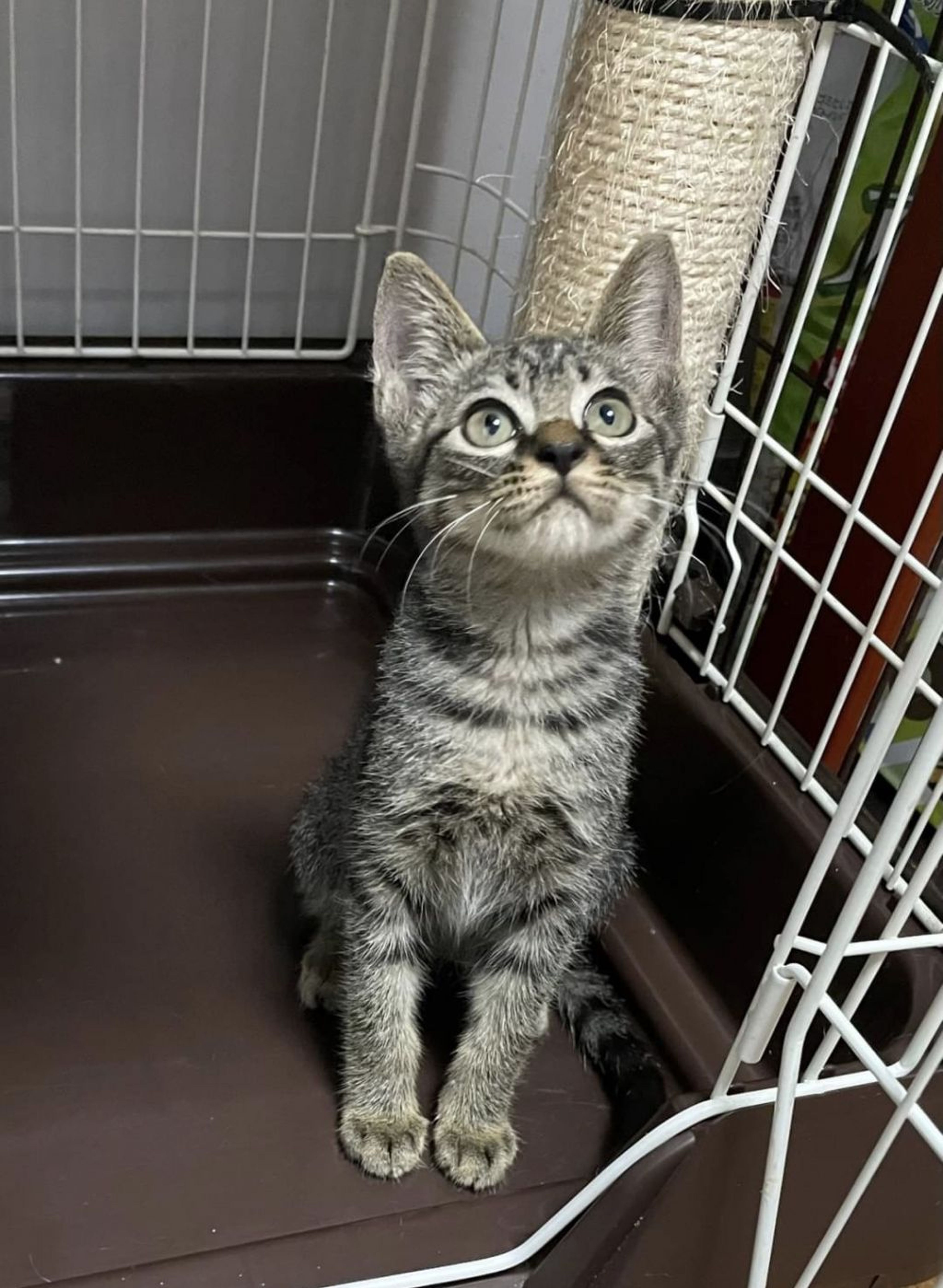 雑種（ミックス猫）・オスの里親募集の写真
