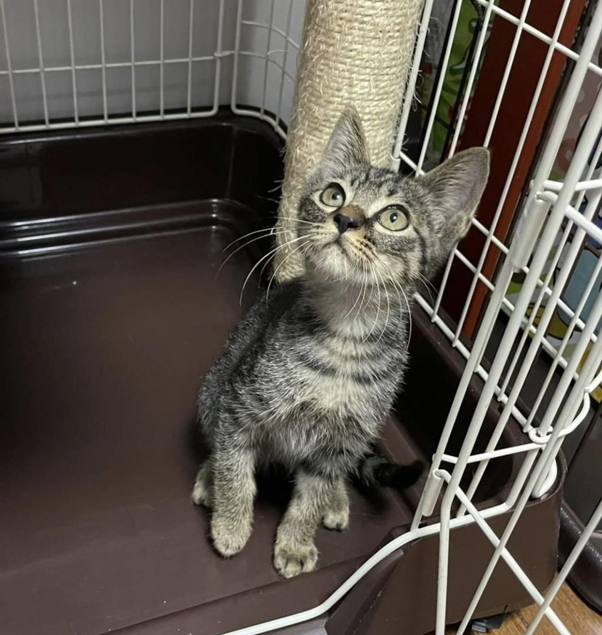pet-image-2