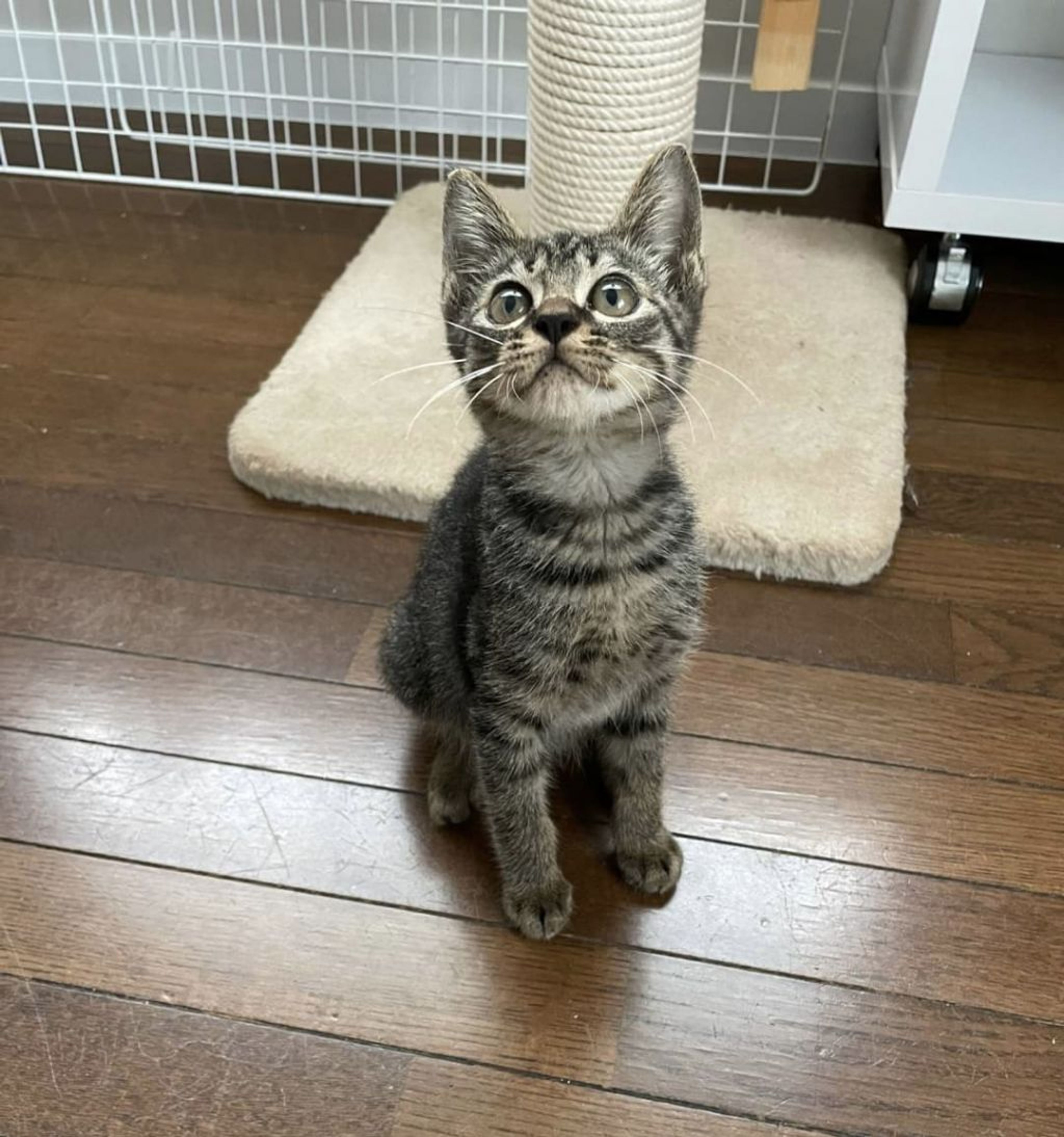 pet-image-6