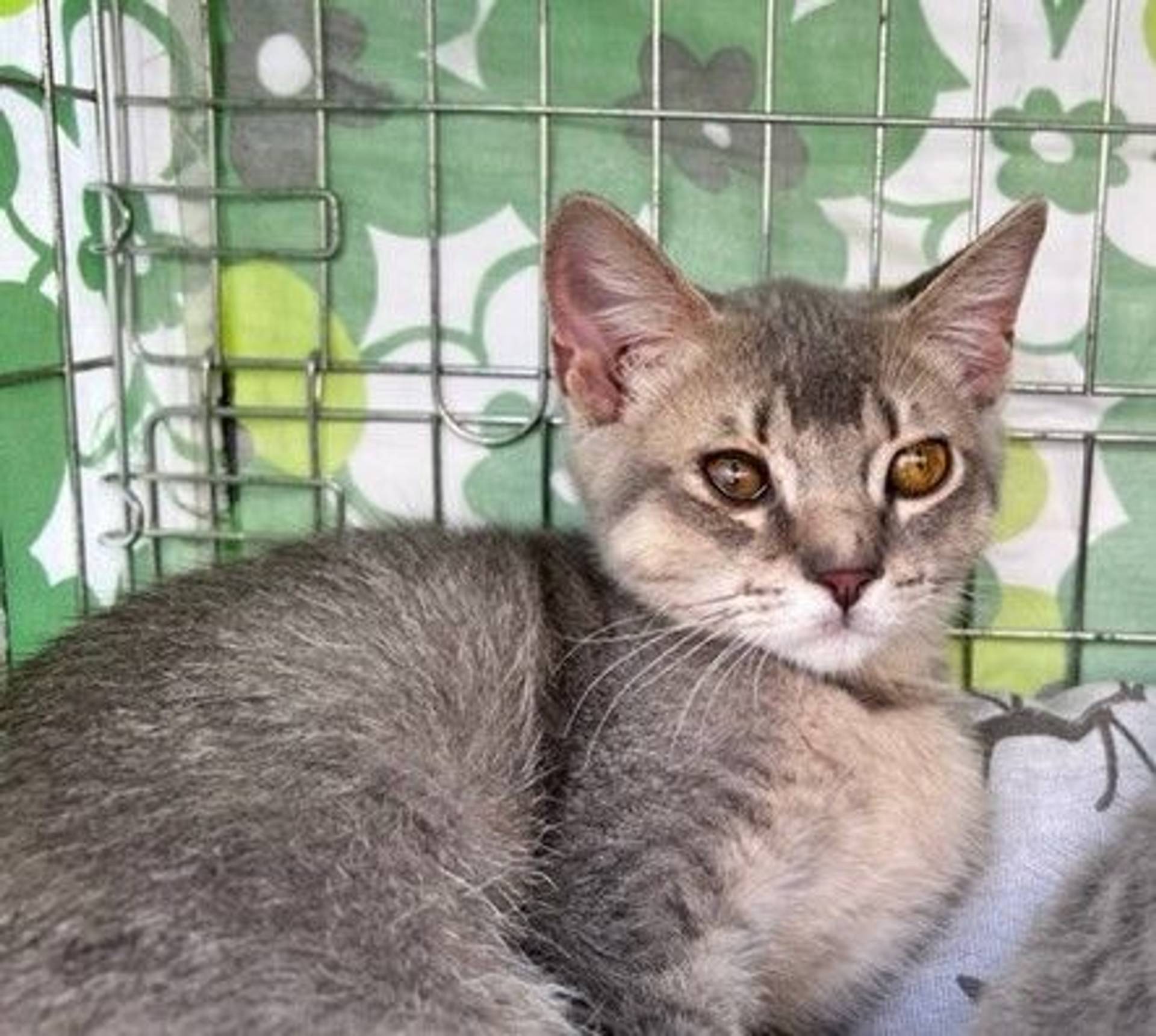雑種（ミックス猫）・オスの里親募集の写真