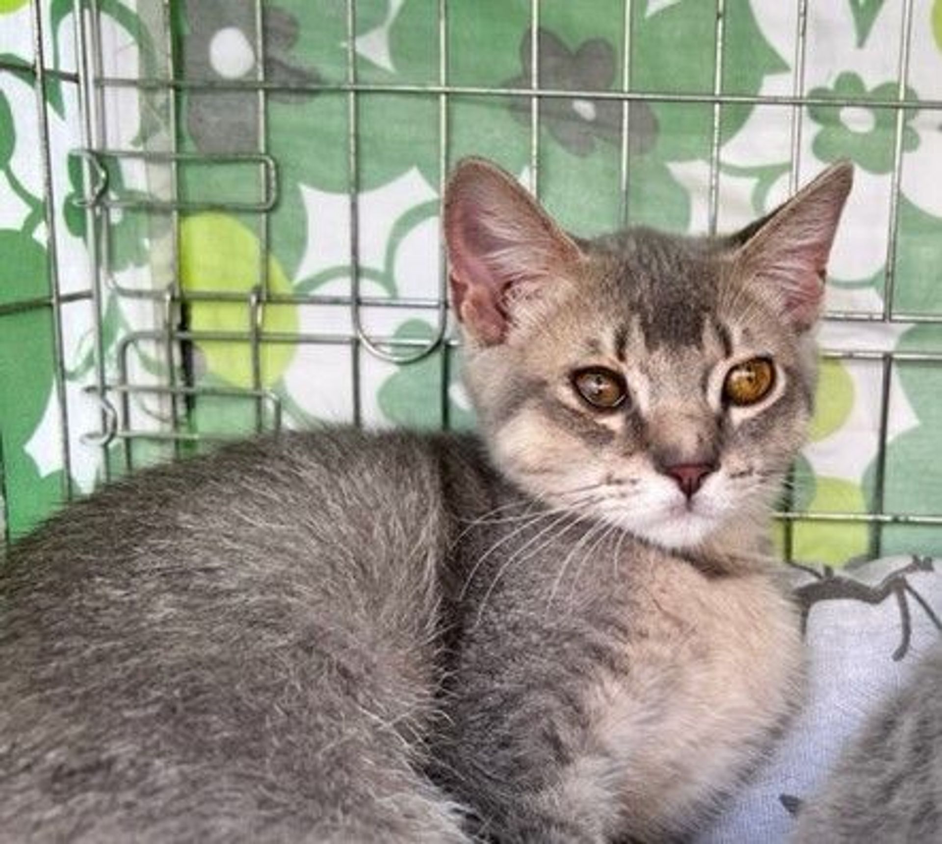 雑種（ミックス猫）・オスの里親募集の写真