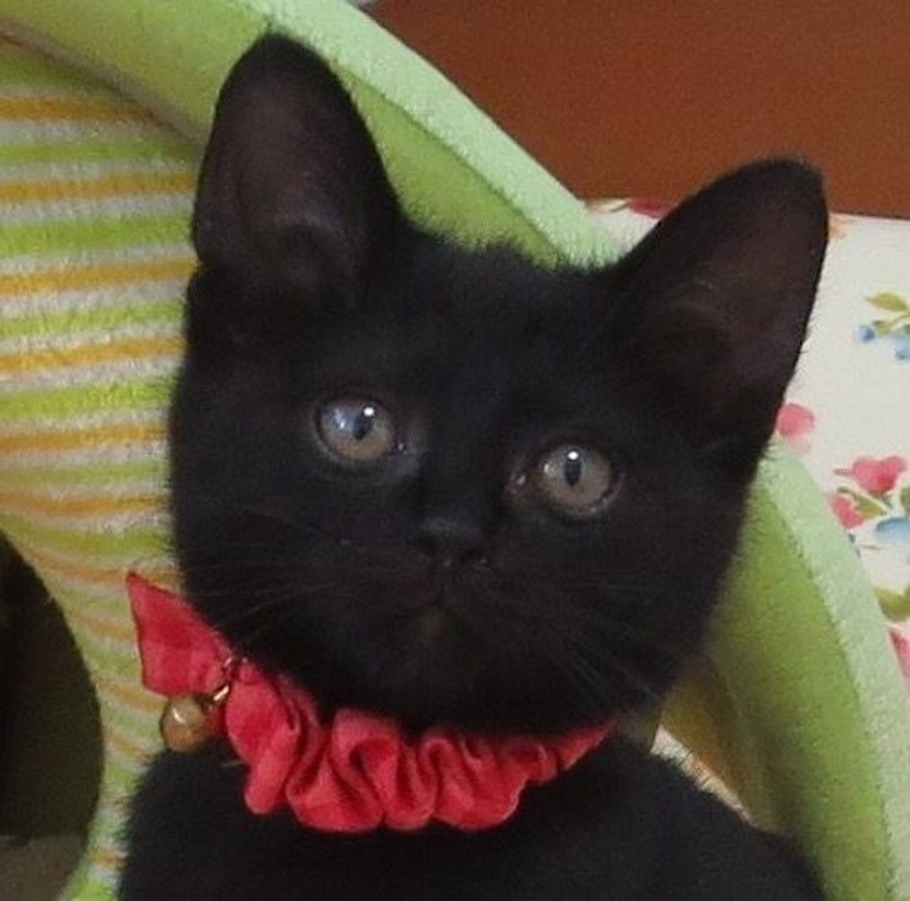 雑種（ミックス猫）・メスの里親募集の写真