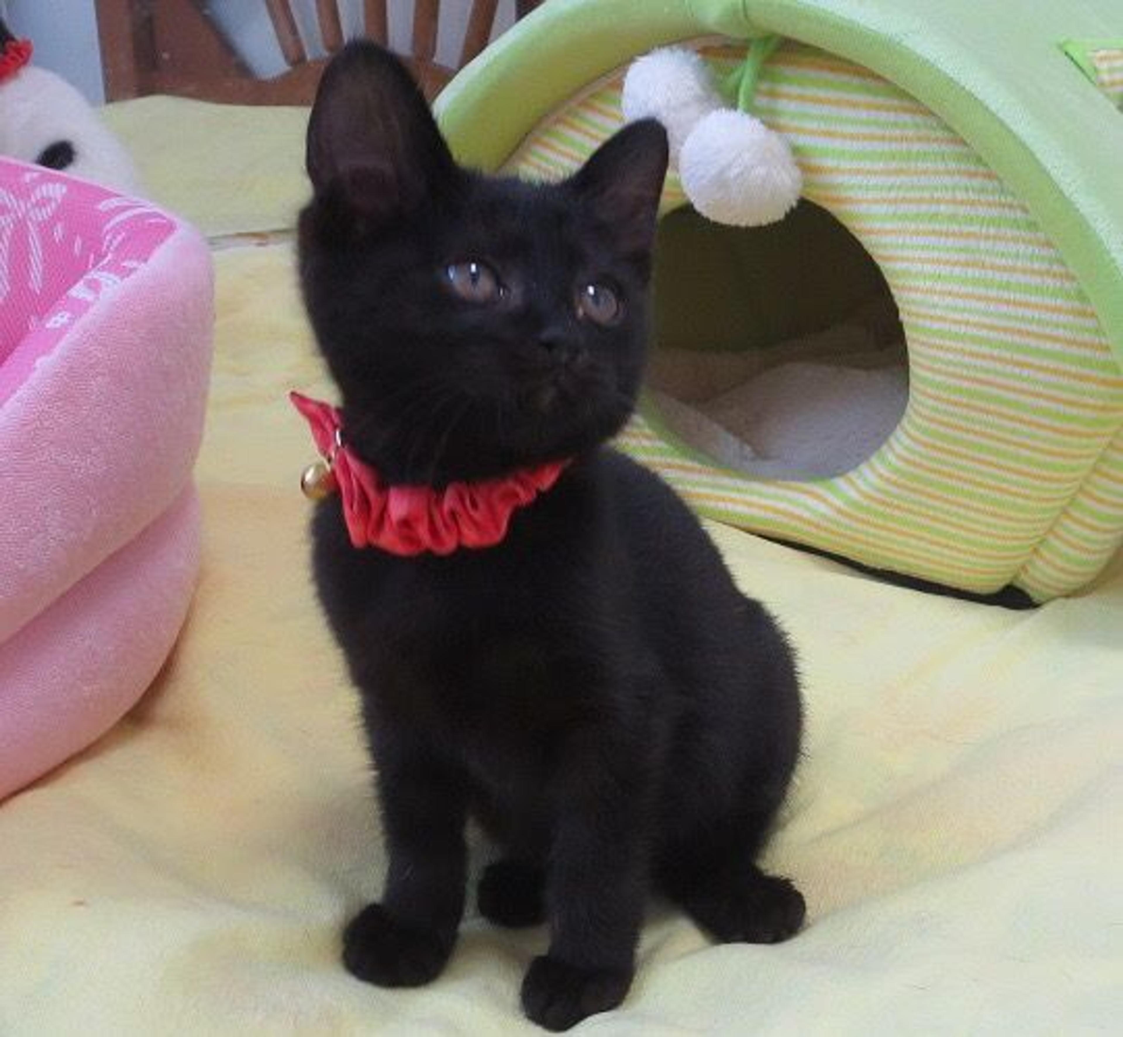 pet-image-2