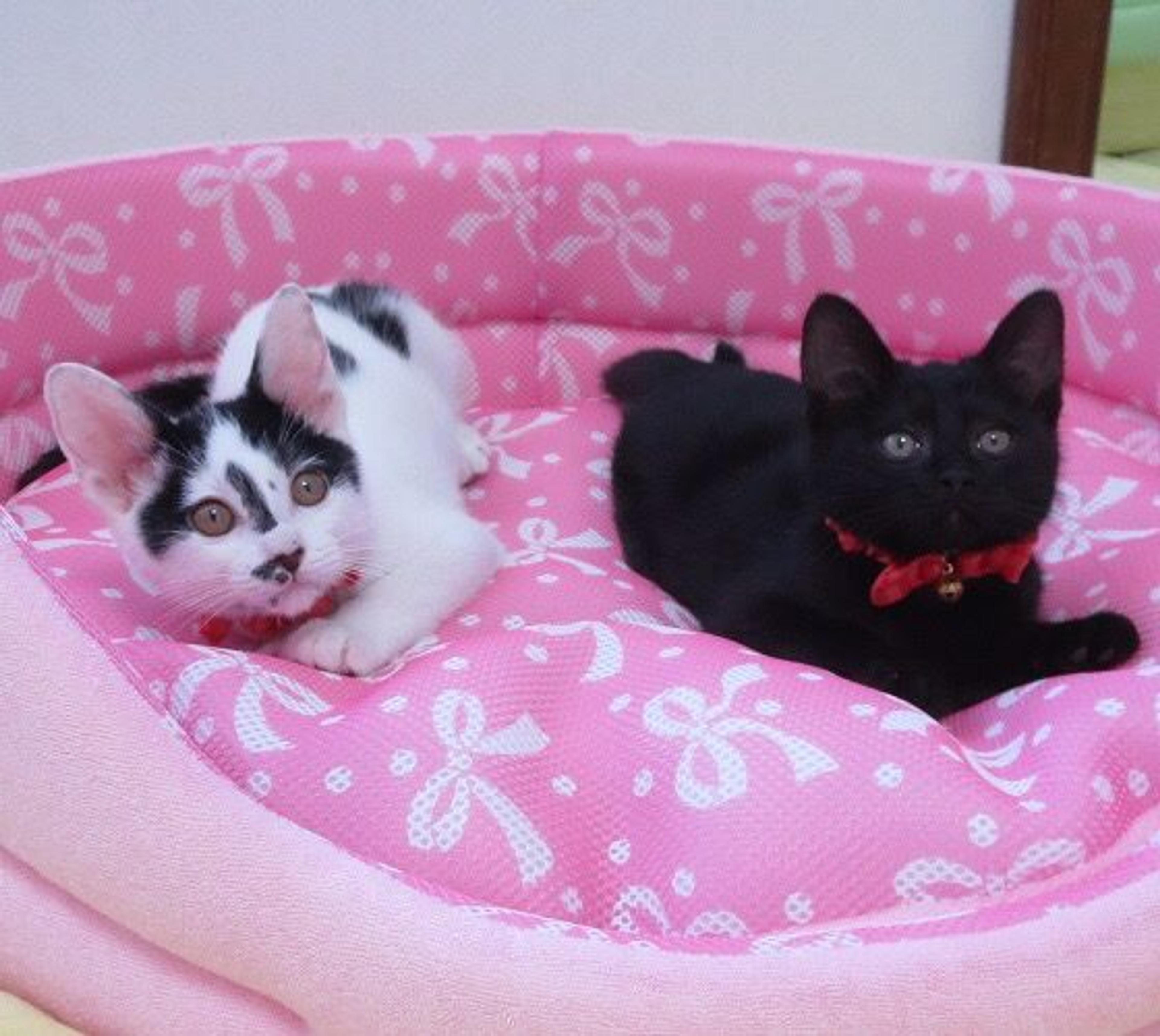 pet-image-3