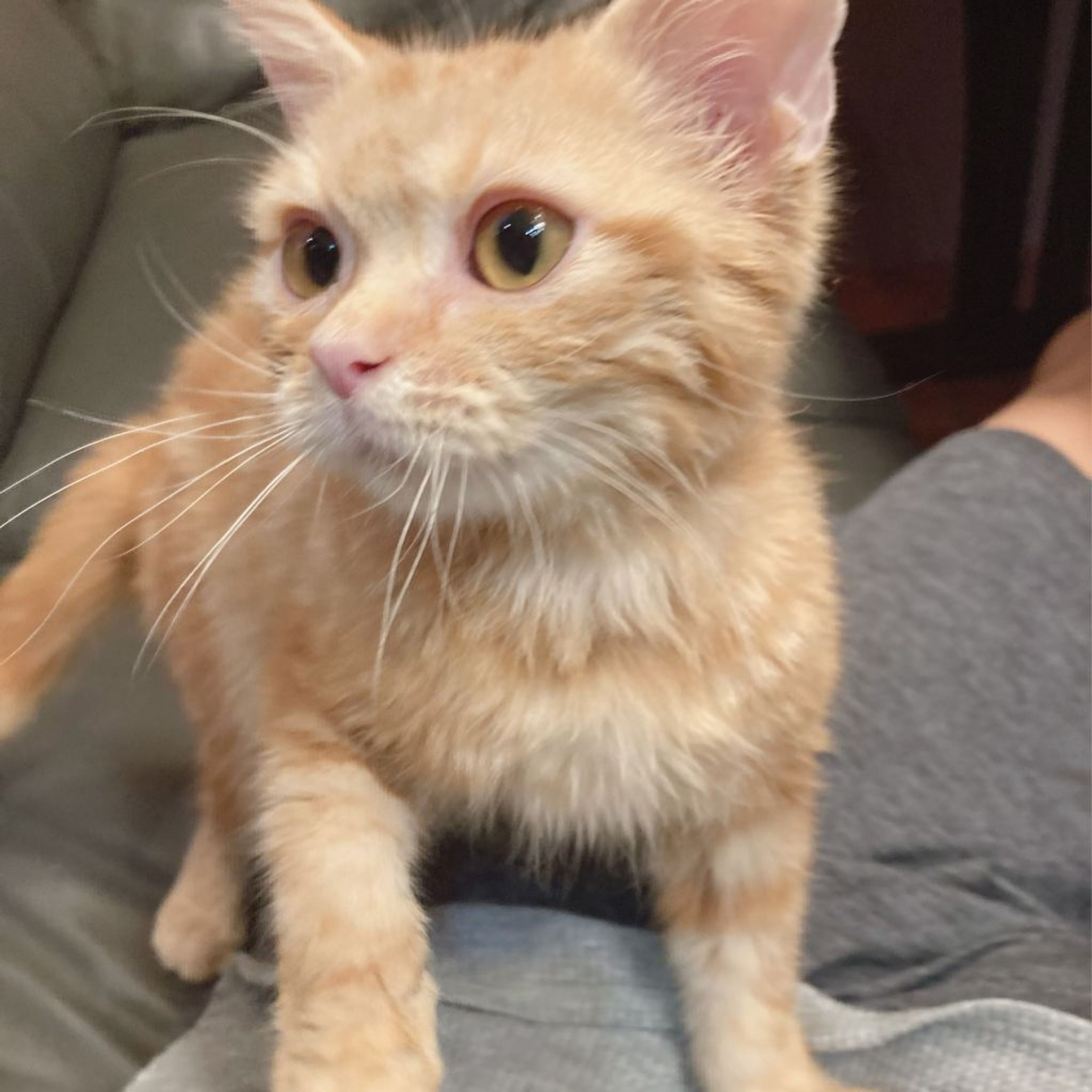 pet-image-5