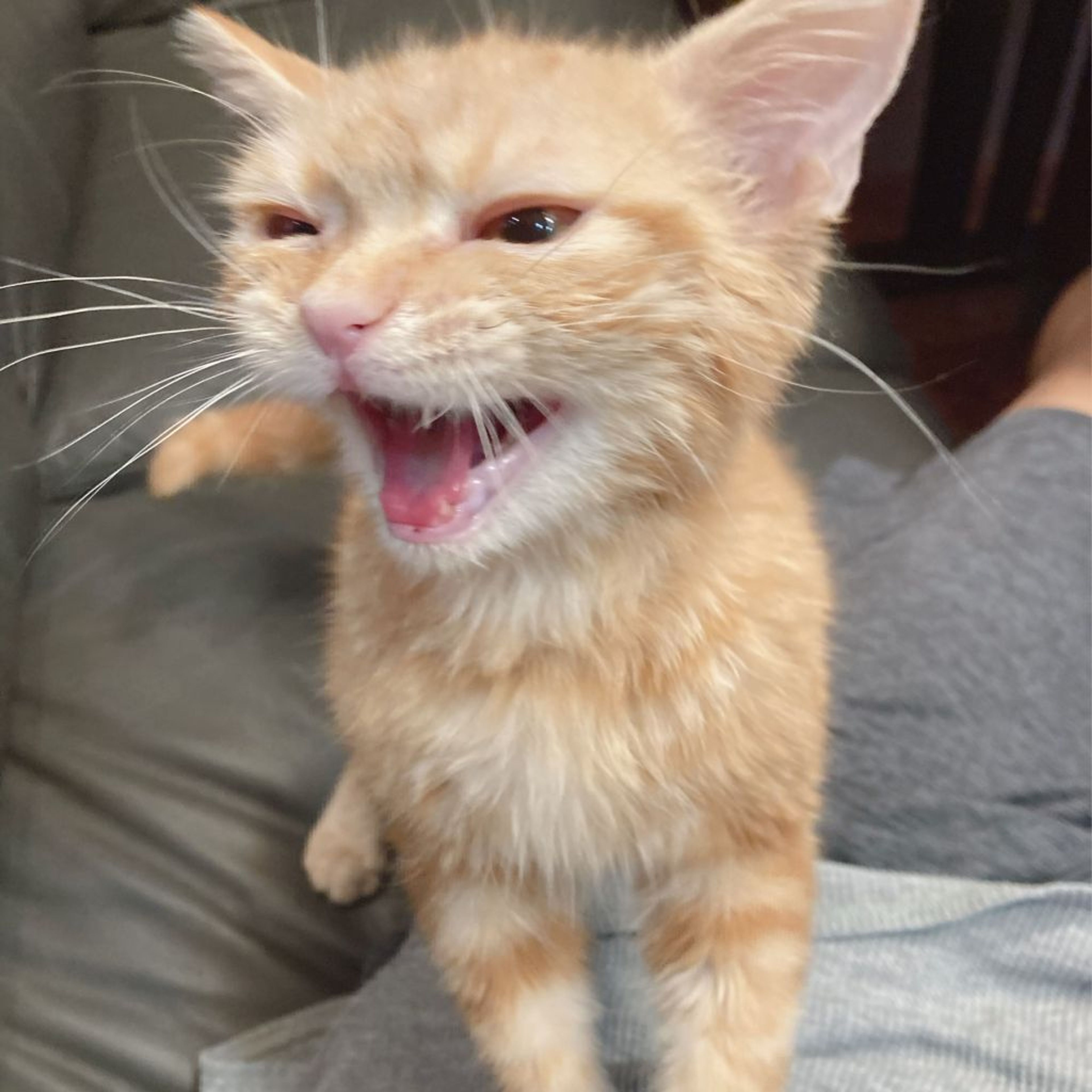 pet-image-7