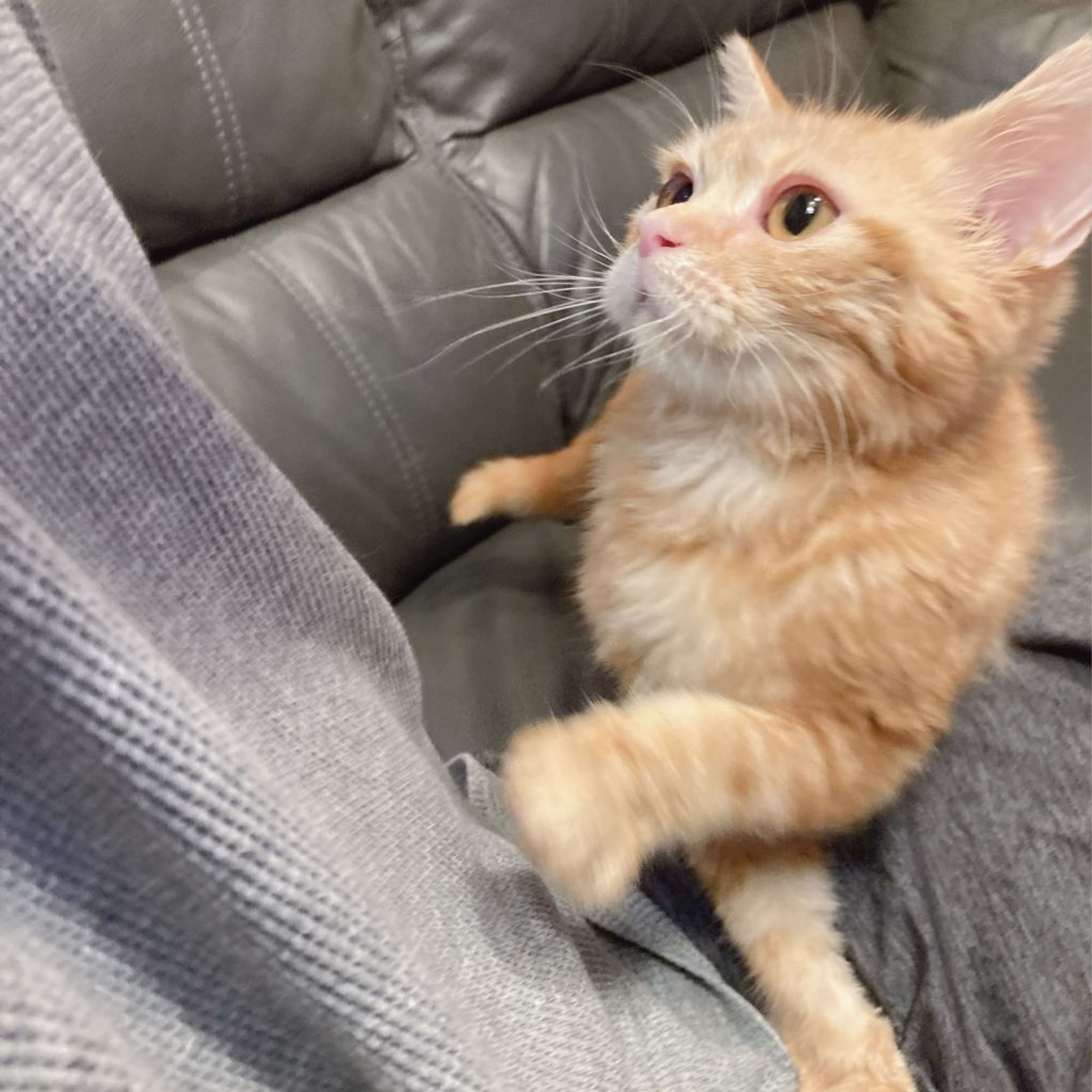 pet-image-8