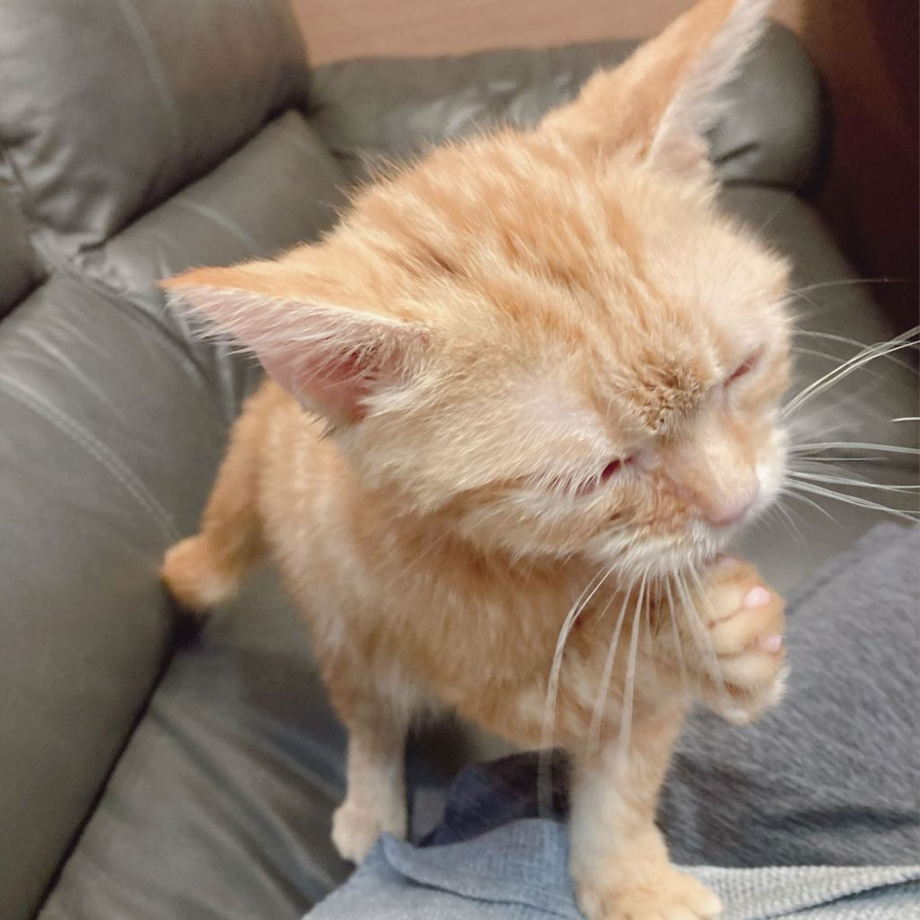 pet-image-9
