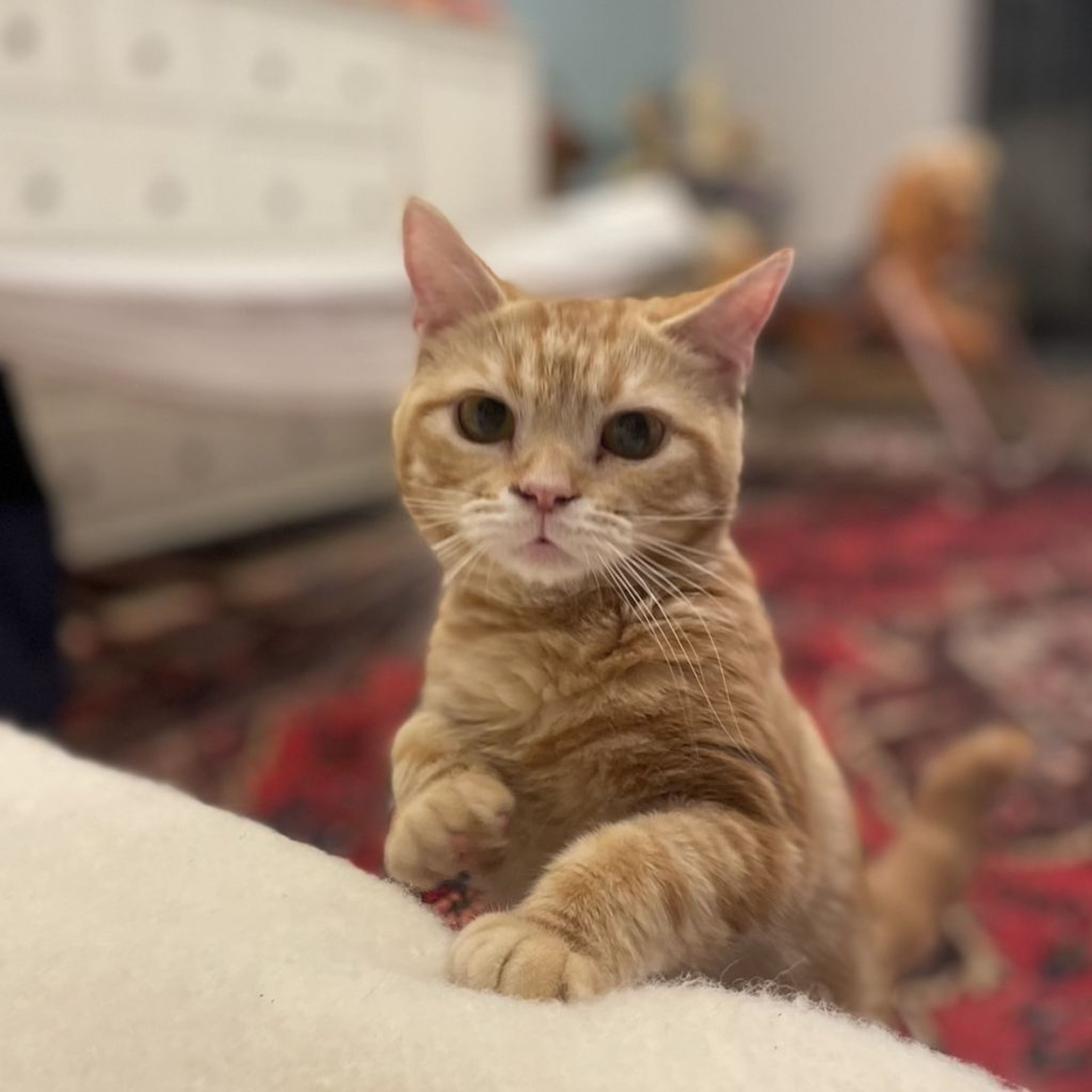 pet-image-3