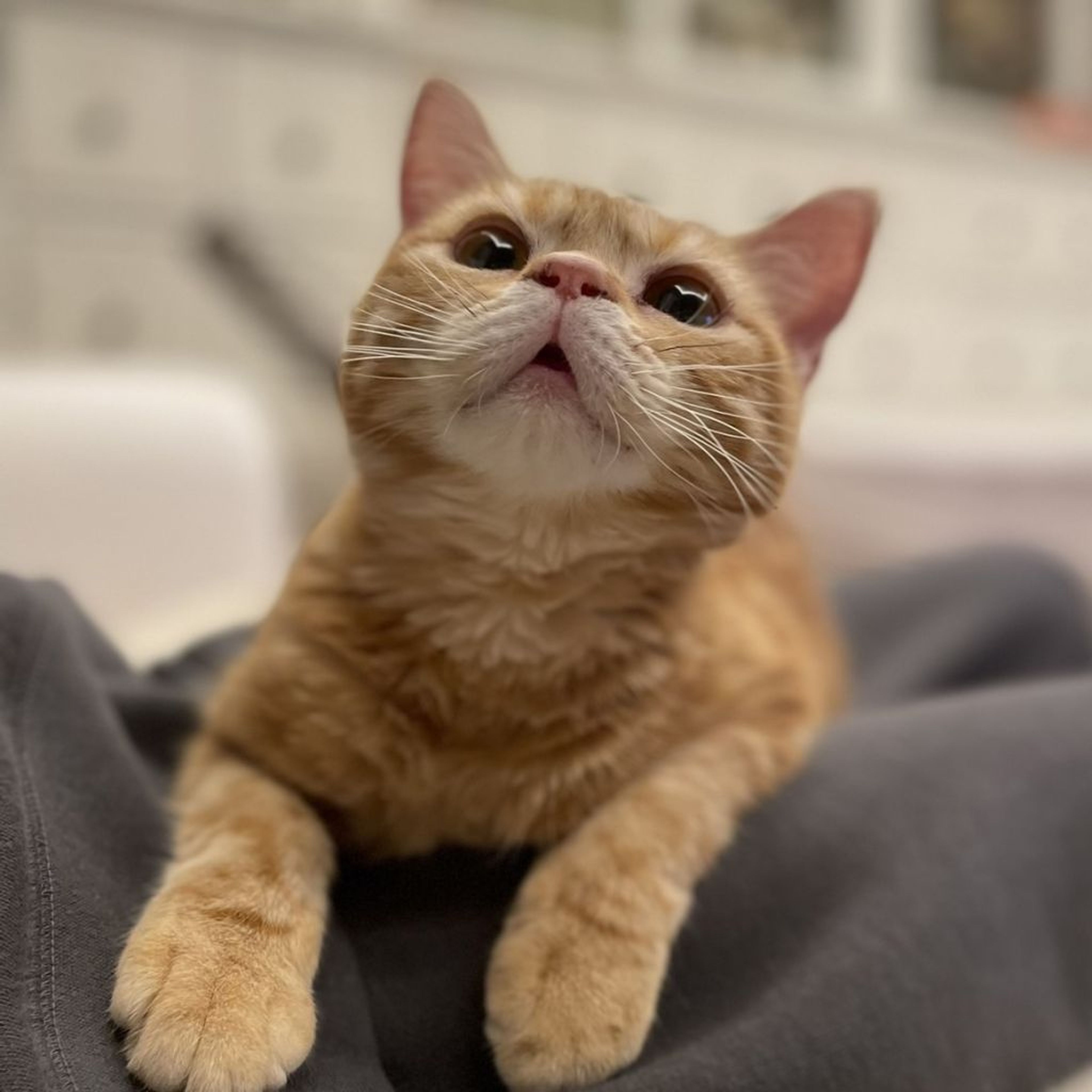 pet-image-4