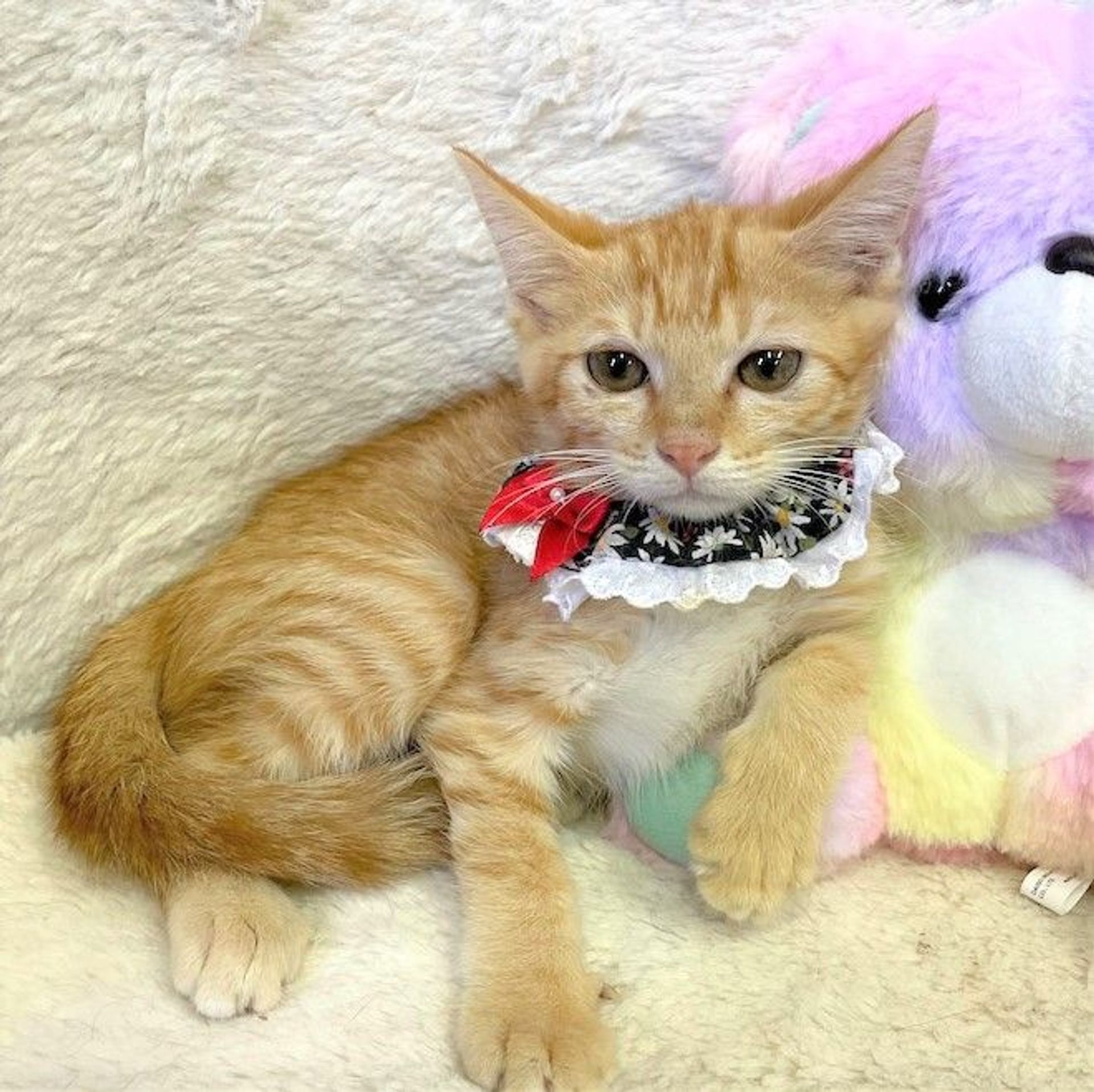 雑種（ミックス猫）・メスの里親募集の写真