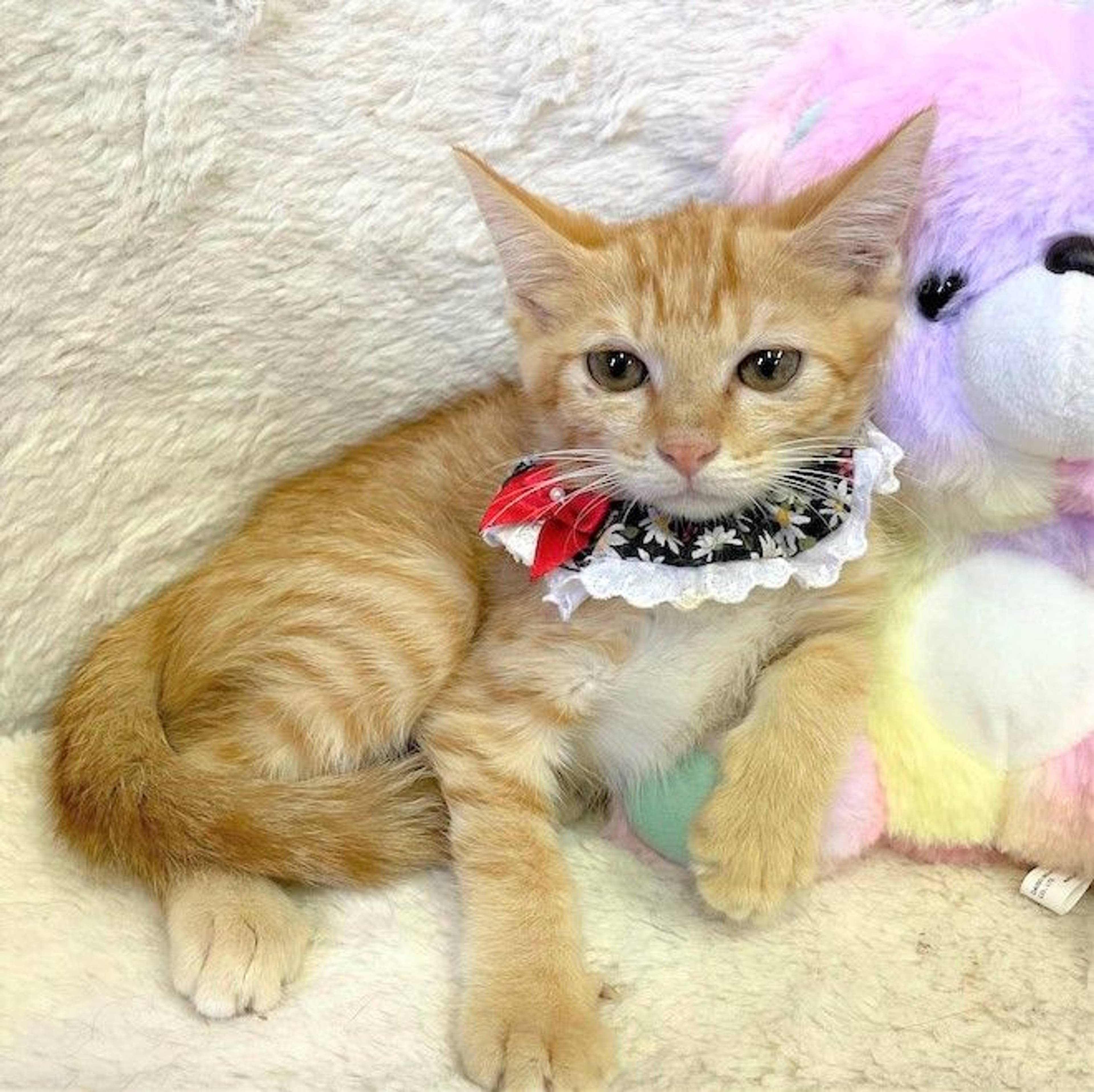 雑種（ミックス猫）・メスの里親募集の写真