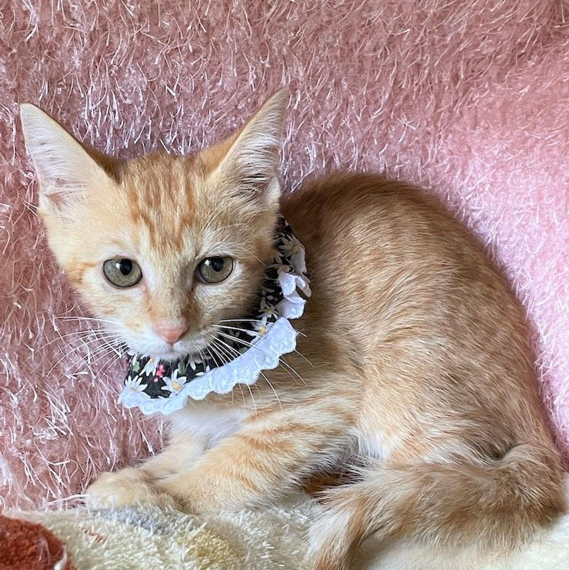 pet-image-3