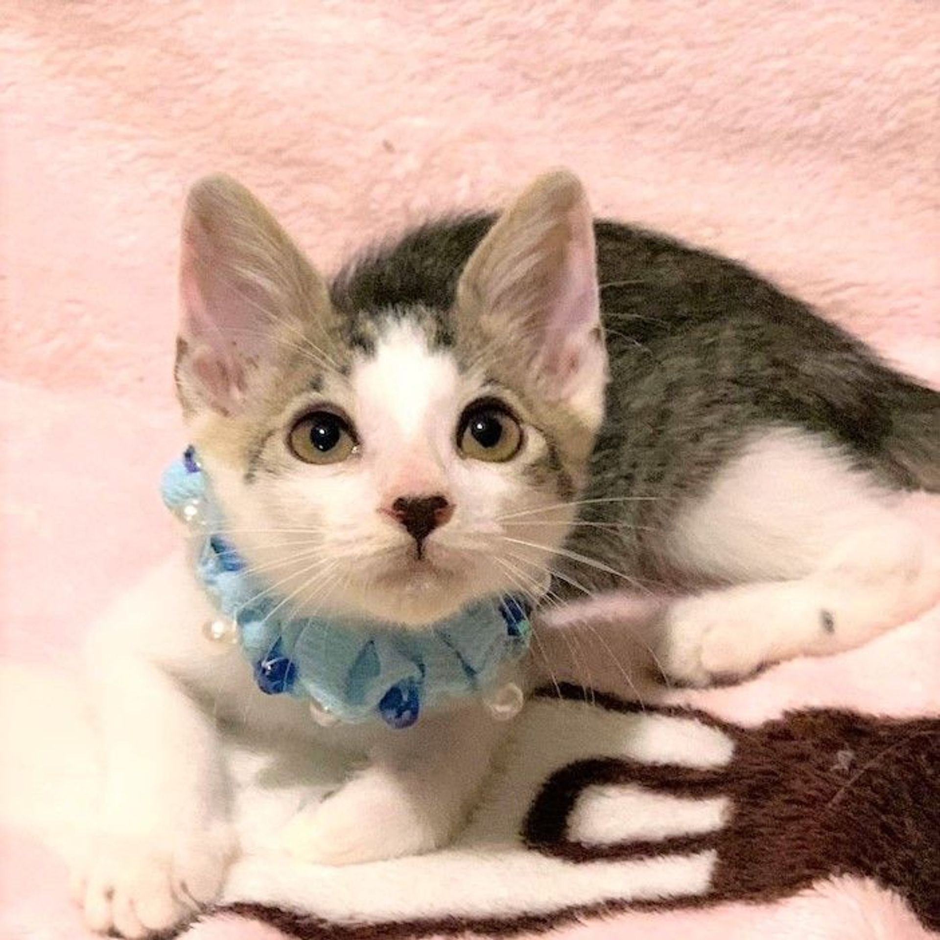 雑種（ミックス猫）・オスの里親募集の写真
