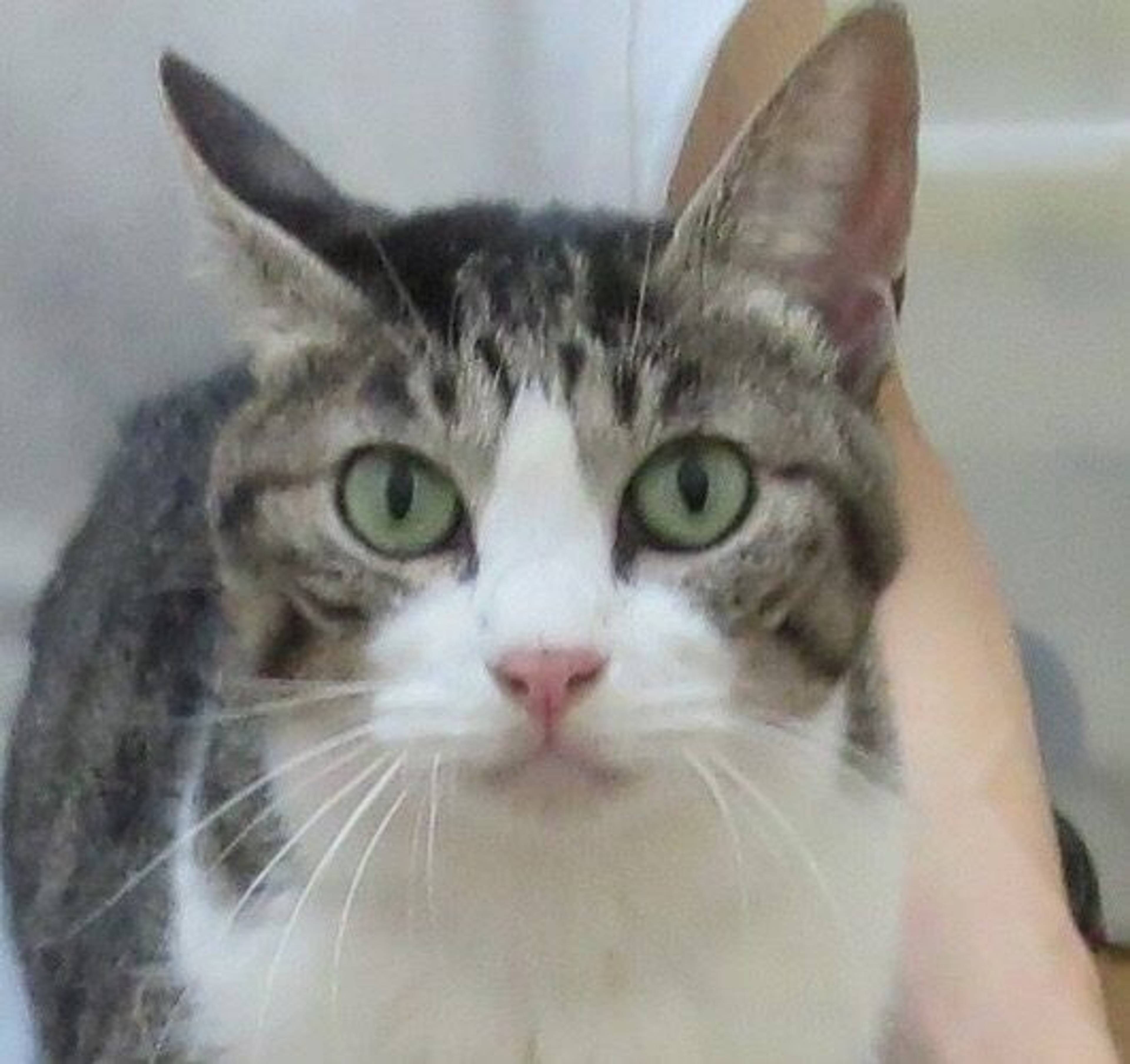雑種（ミックス猫）・メスの里親募集の写真