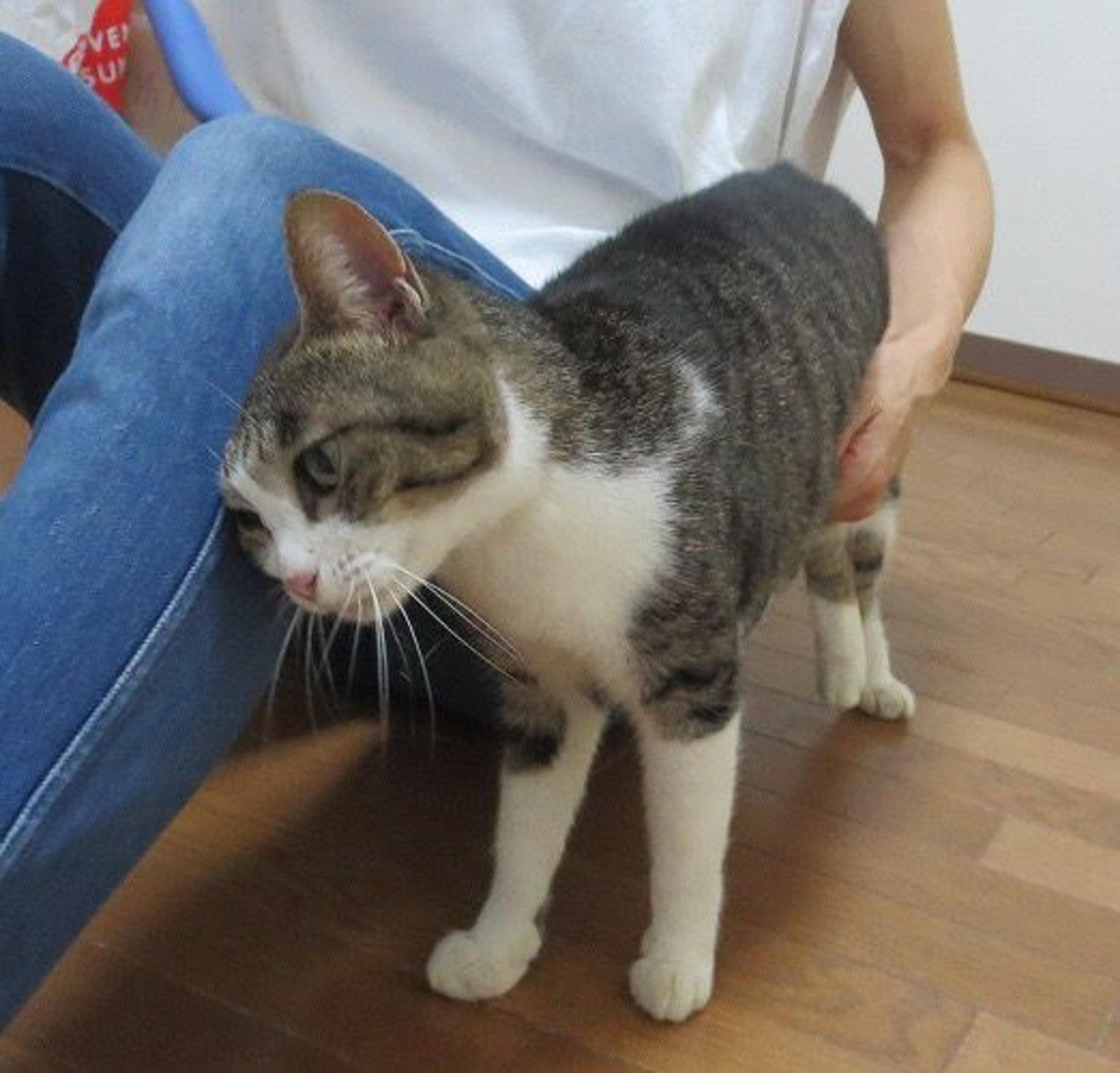 pet-image-2