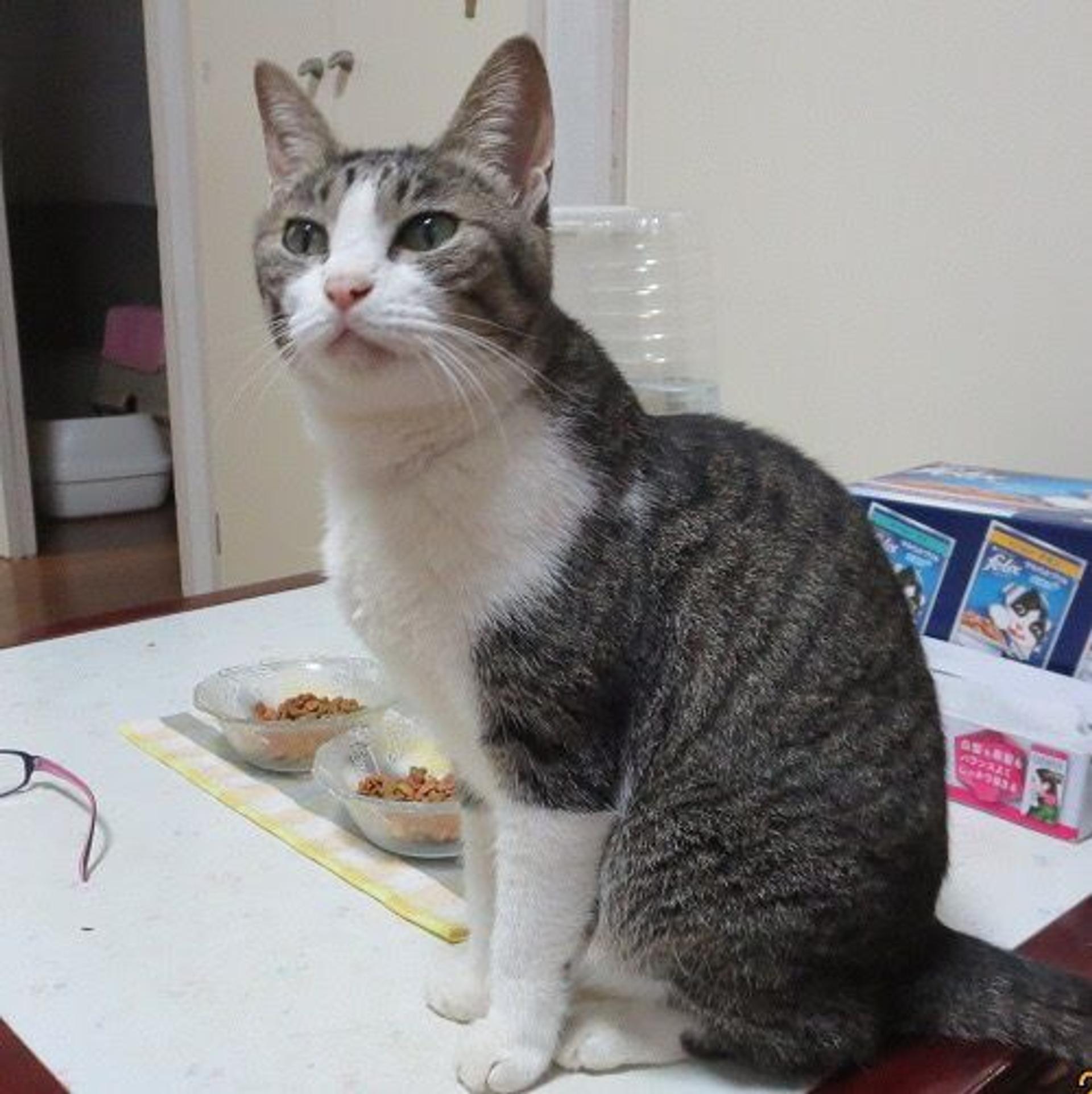 pet-image-3