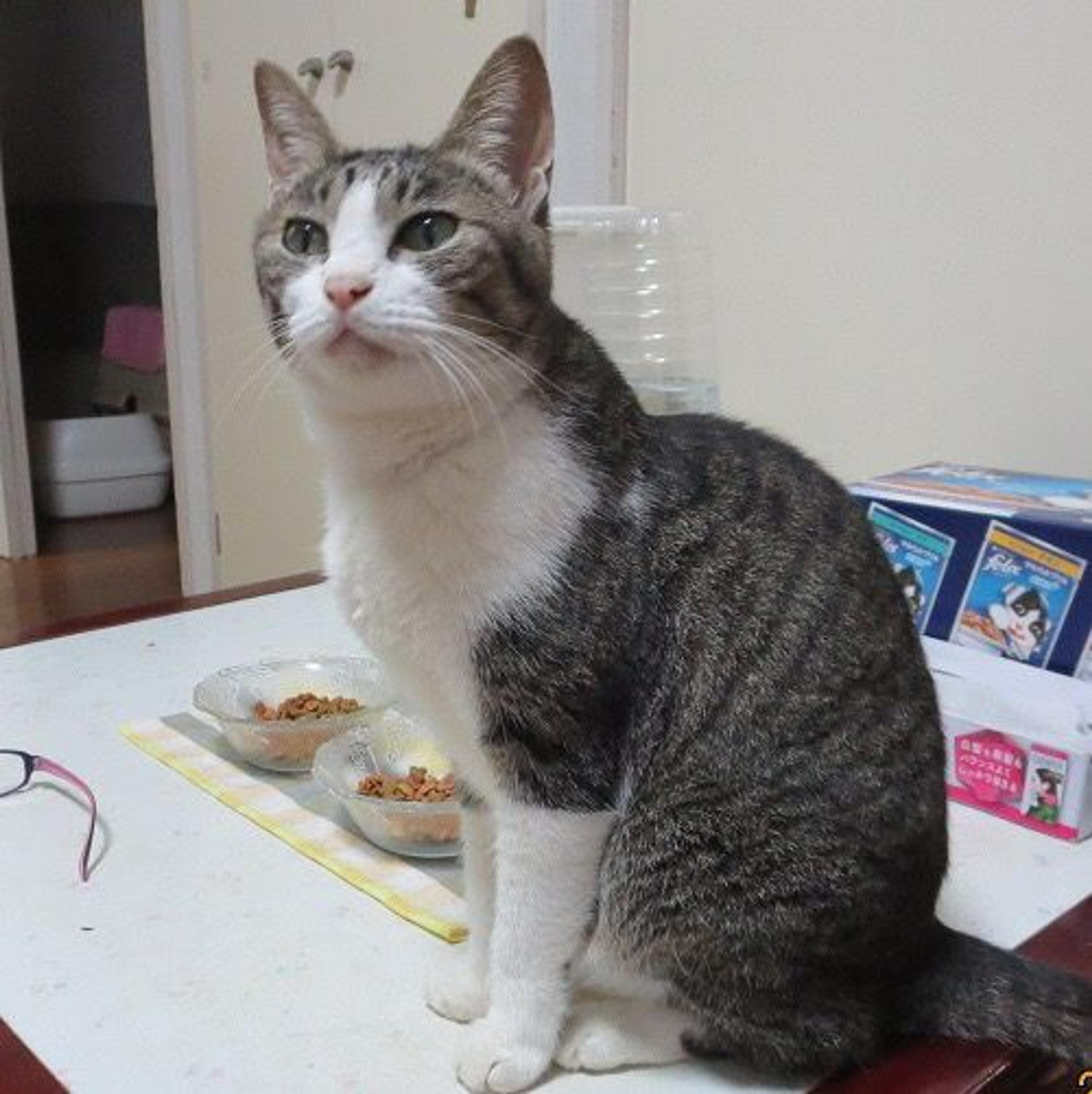 pet-image-3