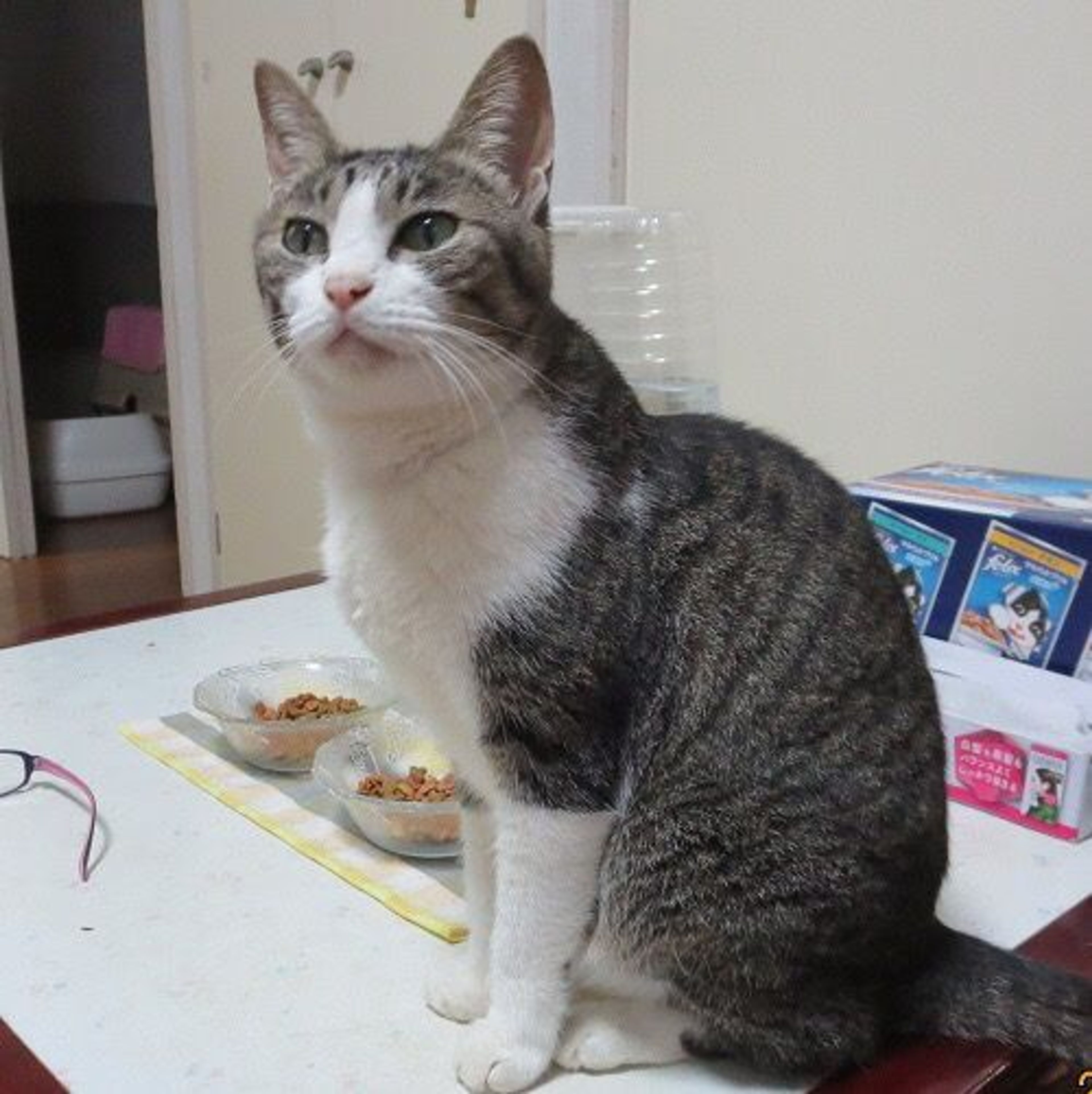 pet-image-3