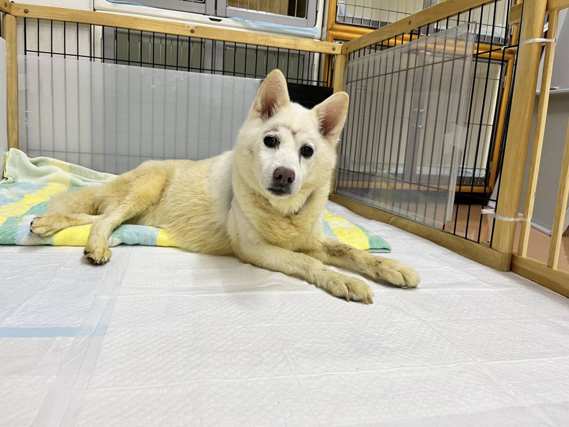 雑種（ミックス犬）・メスの里親募集の写真