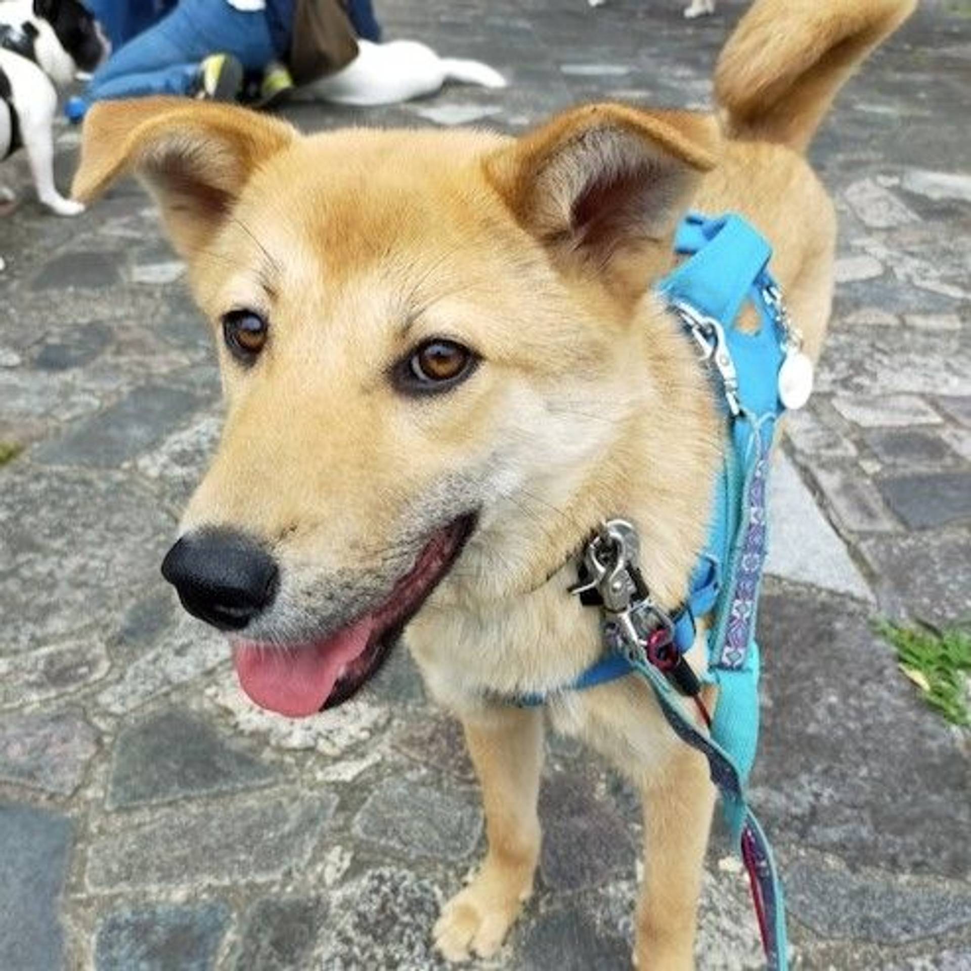 雑種（ミックス犬）・メスの里親募集の写真