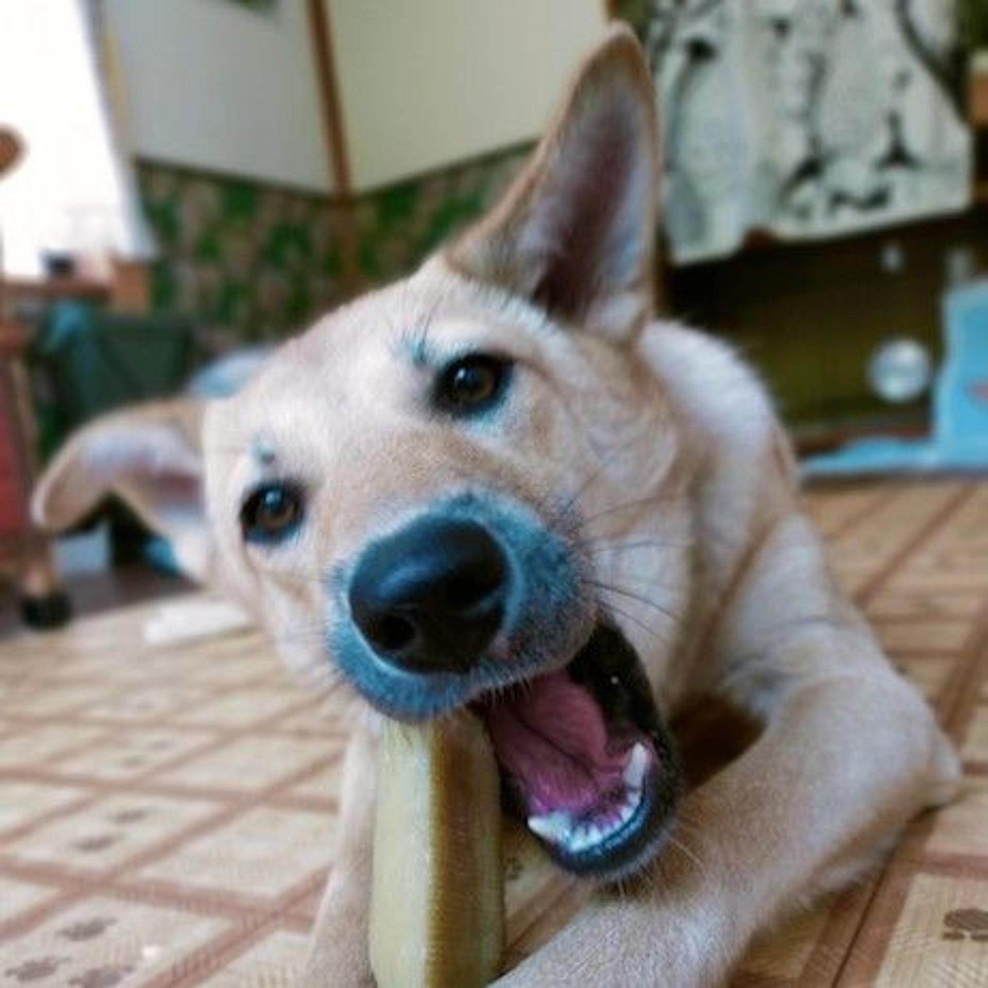 pet-image-3