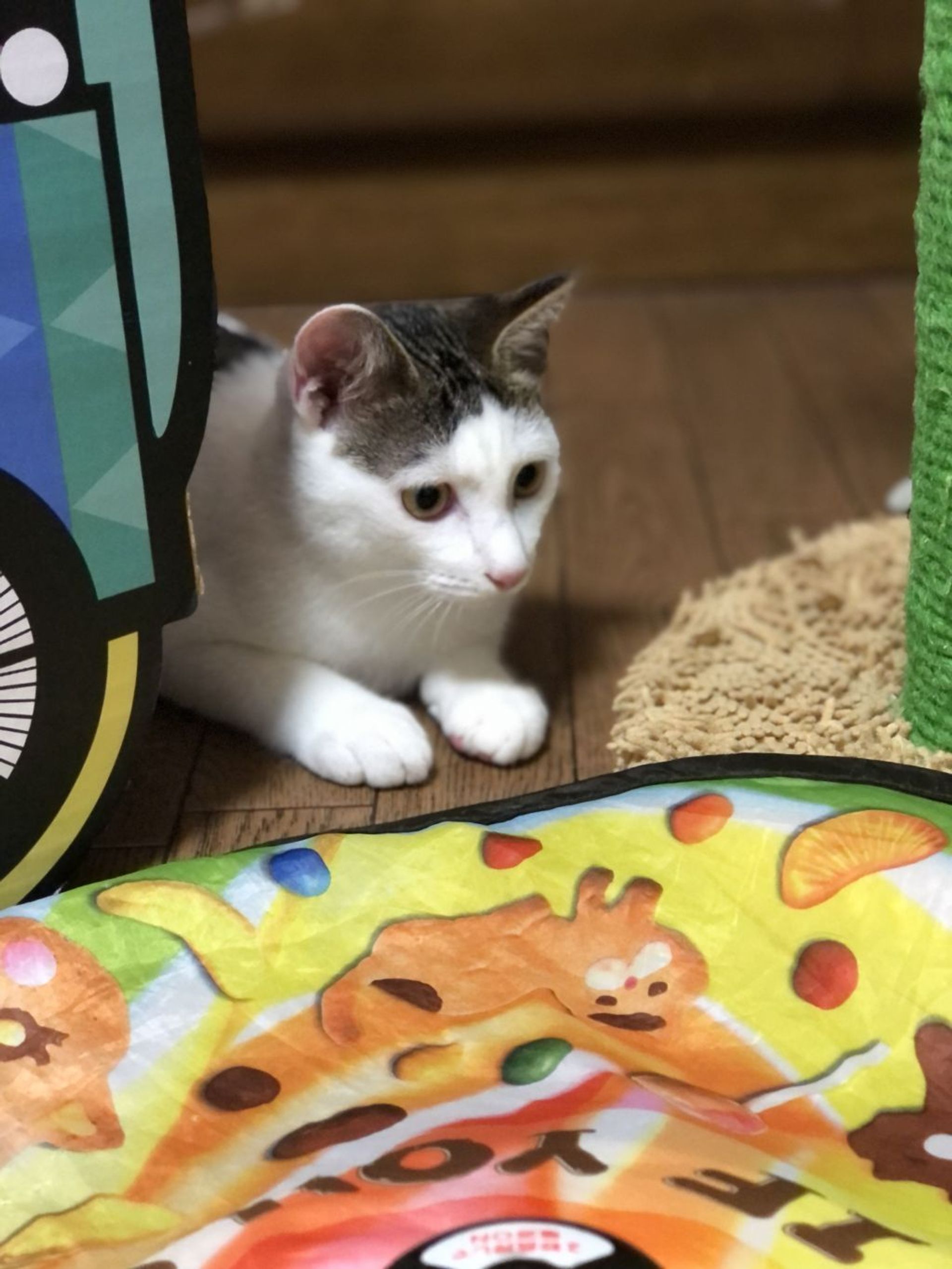 雑種（ミックス猫）・オスの里親募集の写真