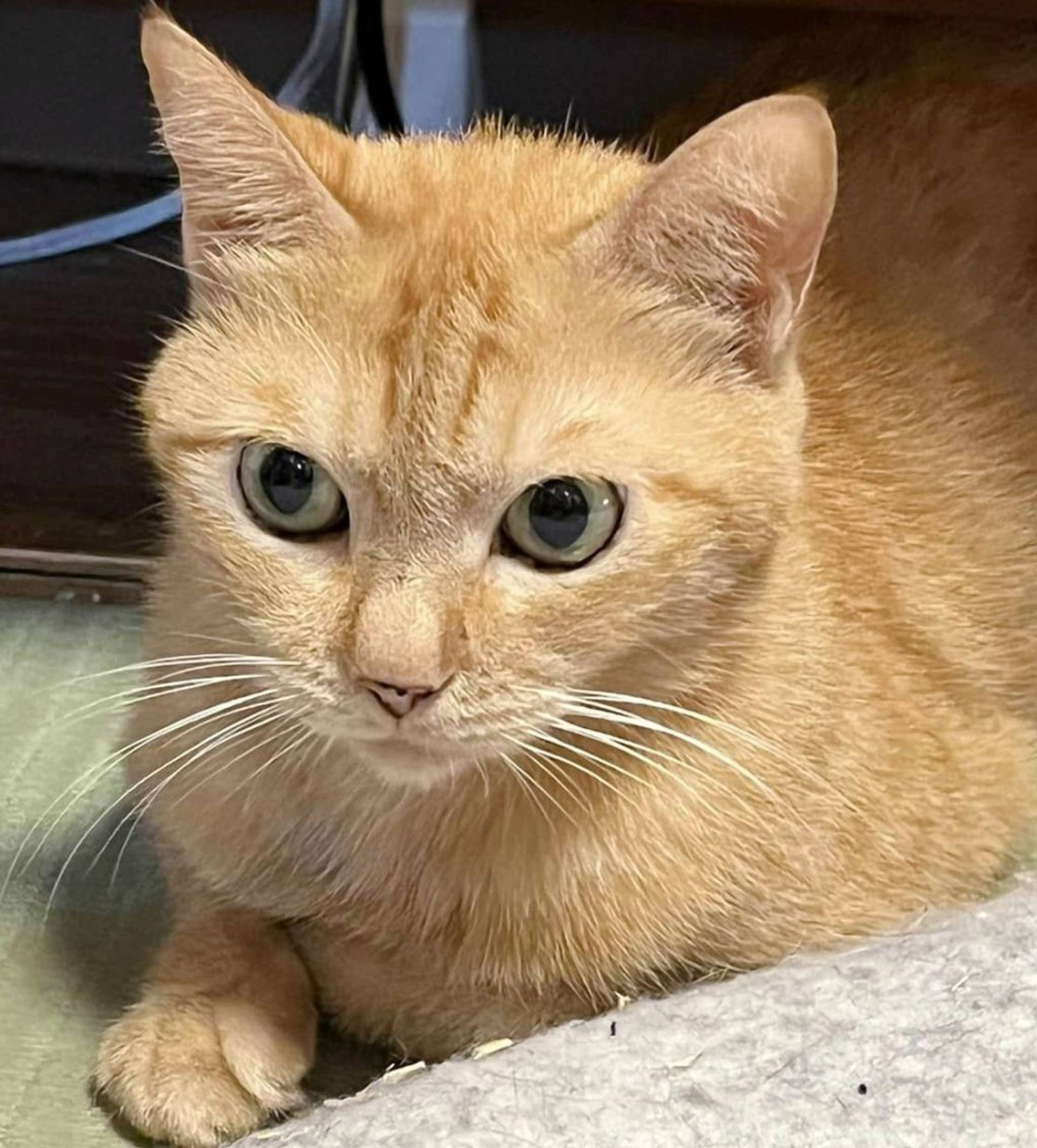 雑種（ミックス猫）・オスの里親募集の写真