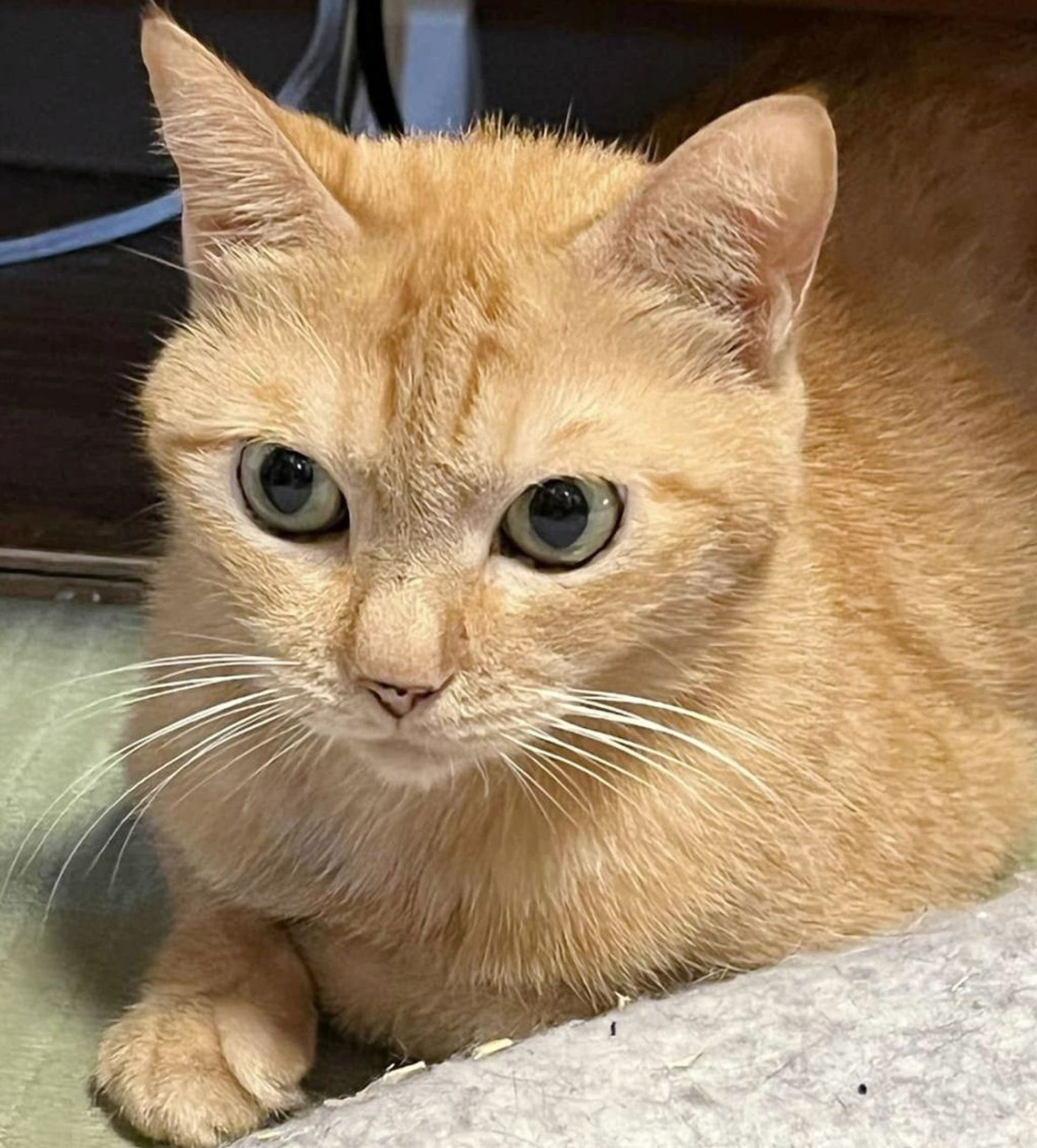 雑種（ミックス猫）・オスの里親募集の写真