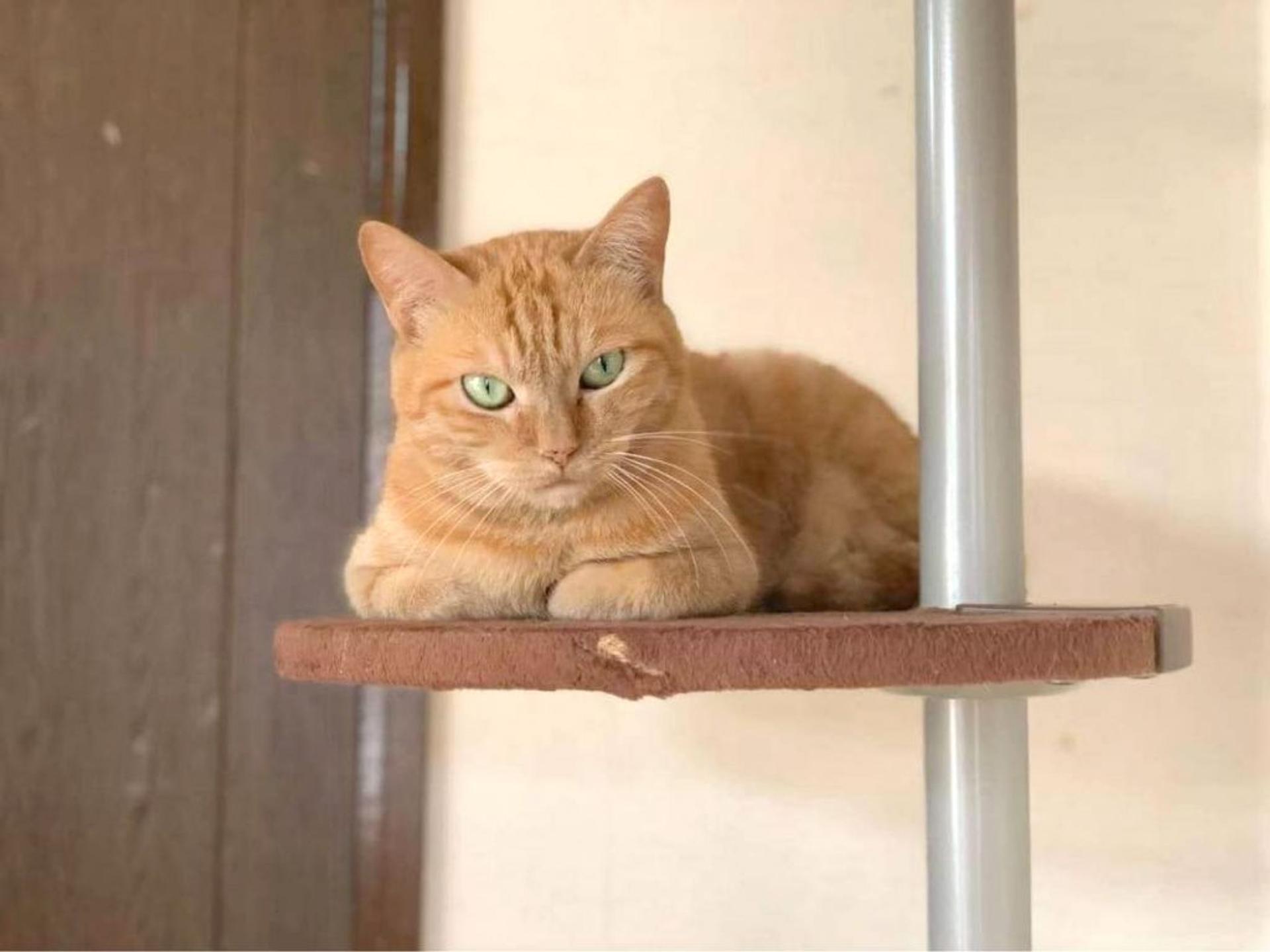 pet-image-2