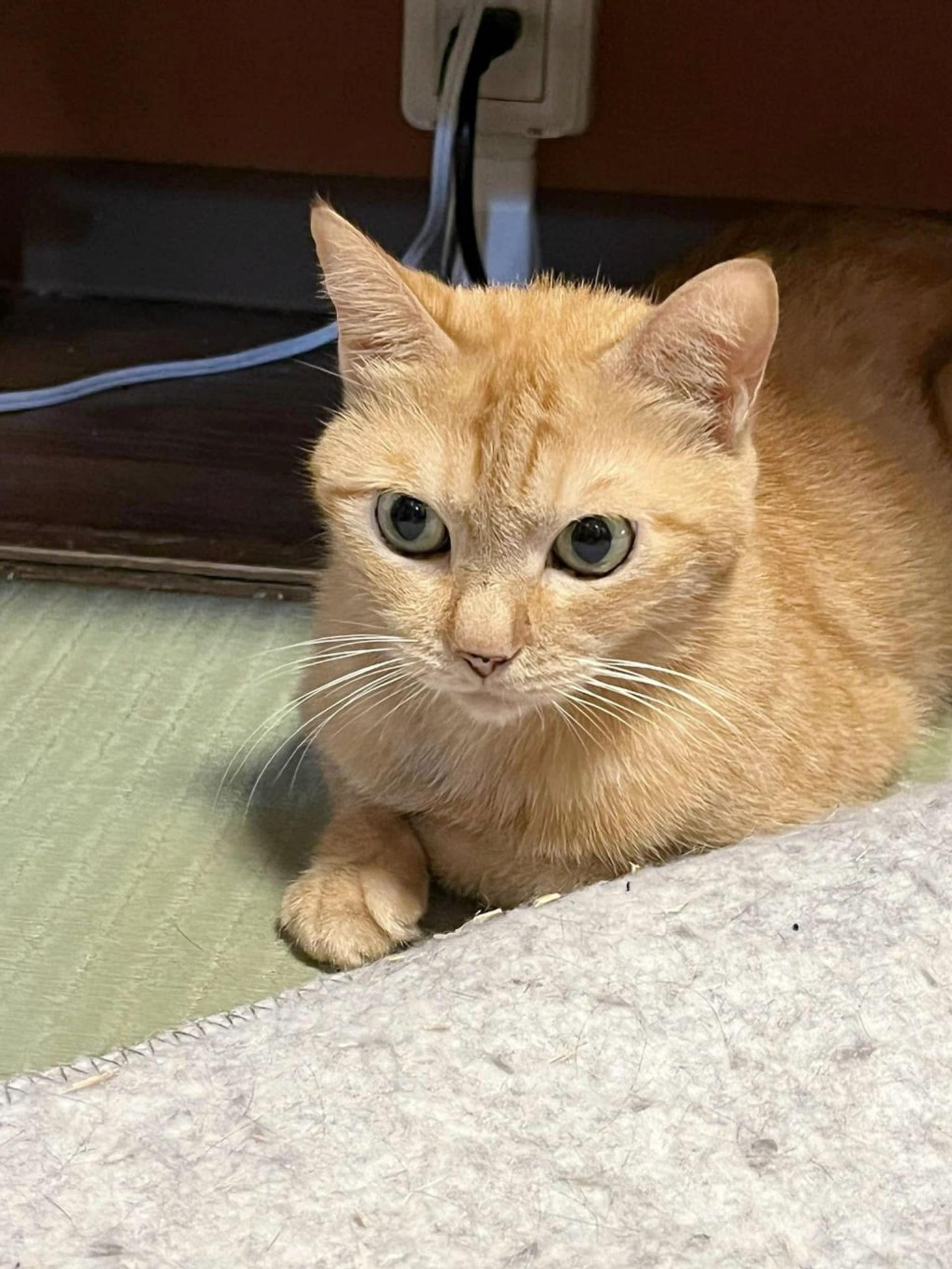 pet-image-5