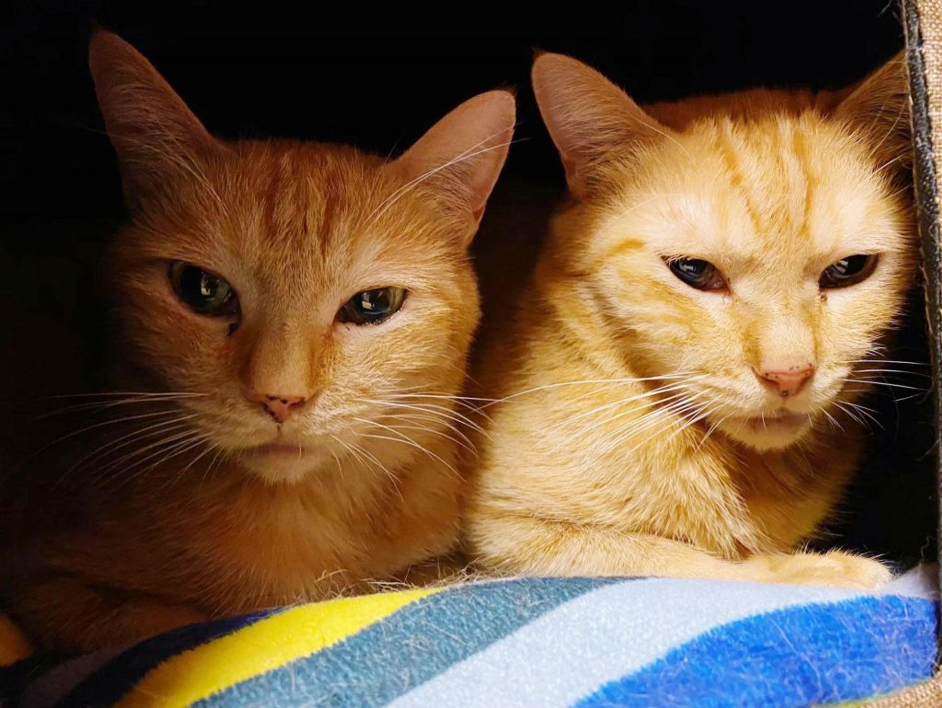 pet-image-6
