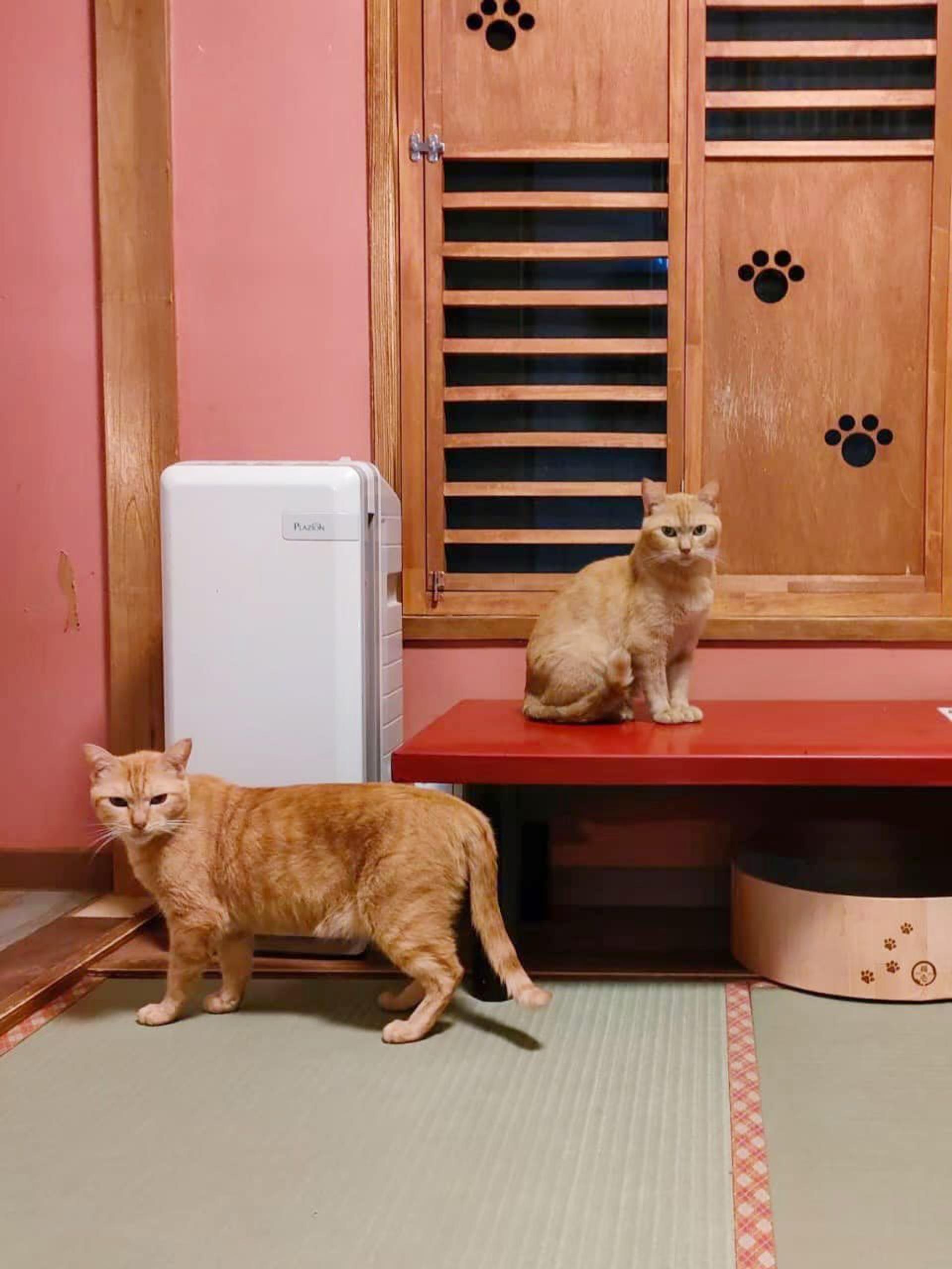 pet-image-7