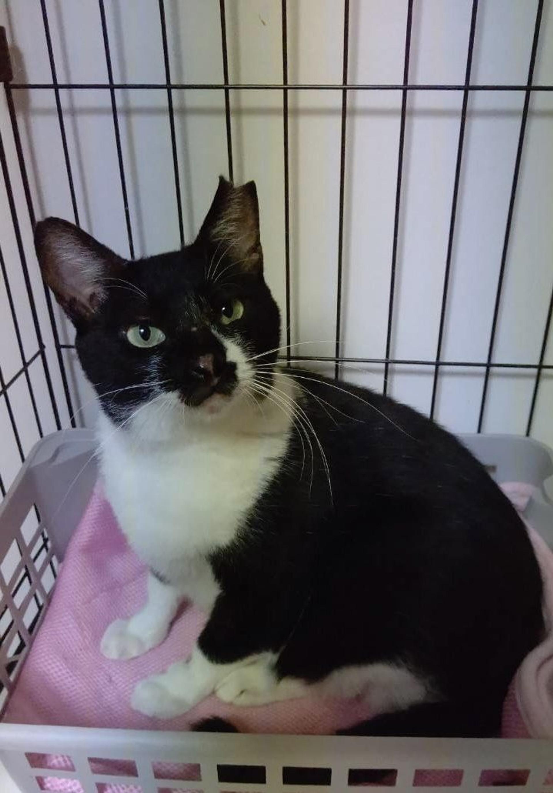 pet-image-8