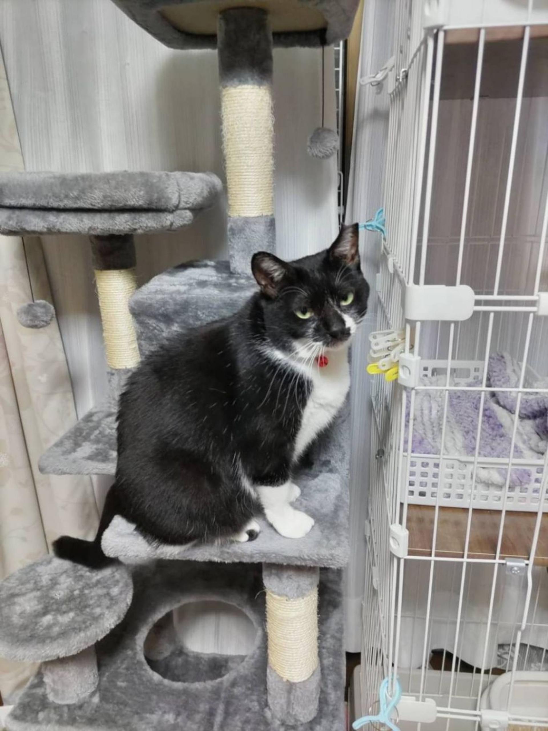 pet-image-2