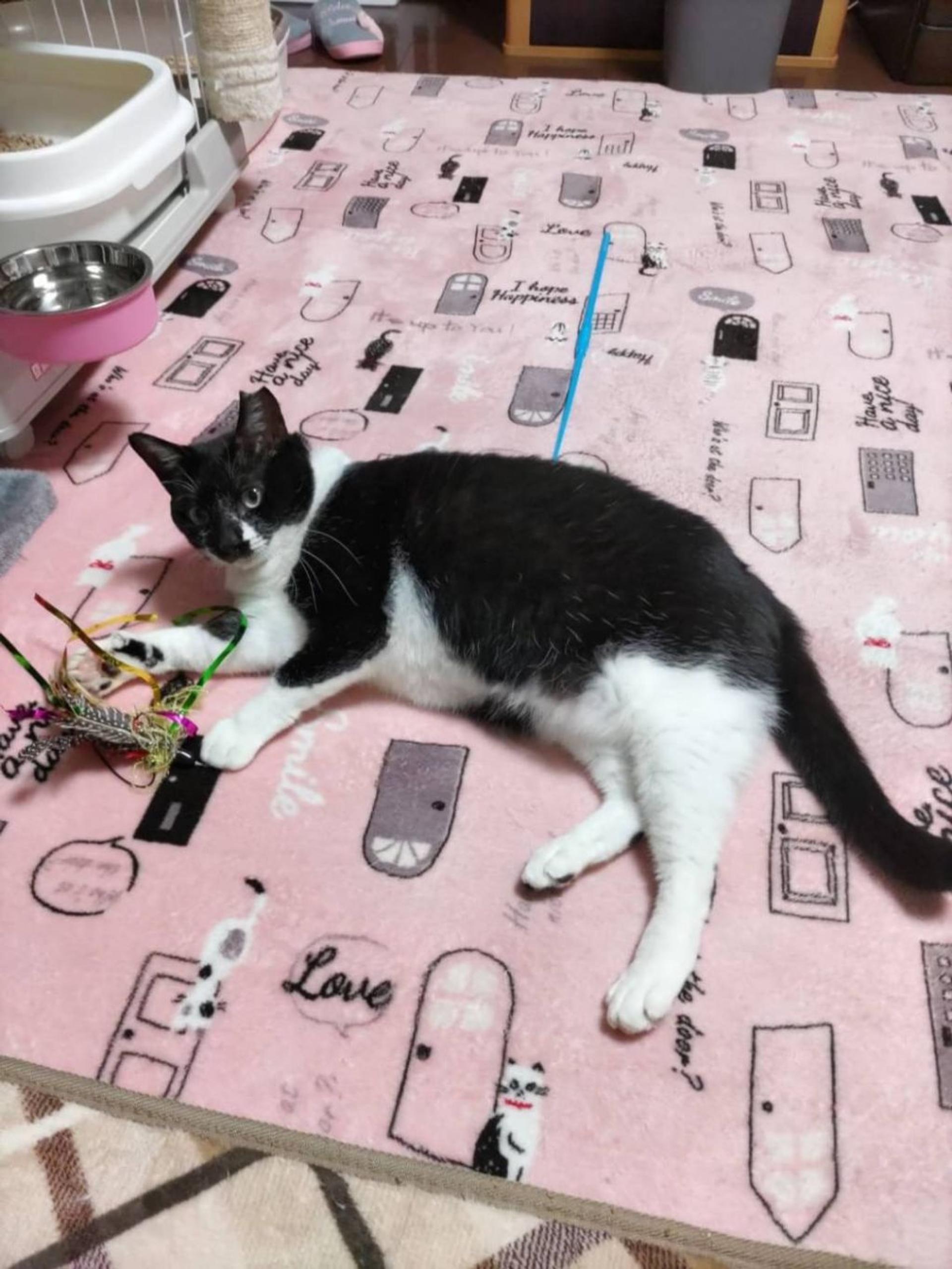 pet-image-6
