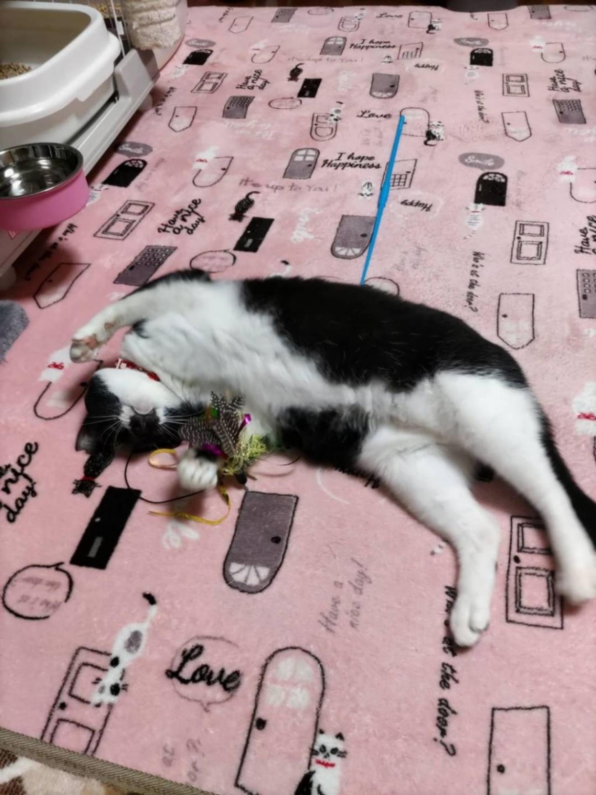 pet-image-7